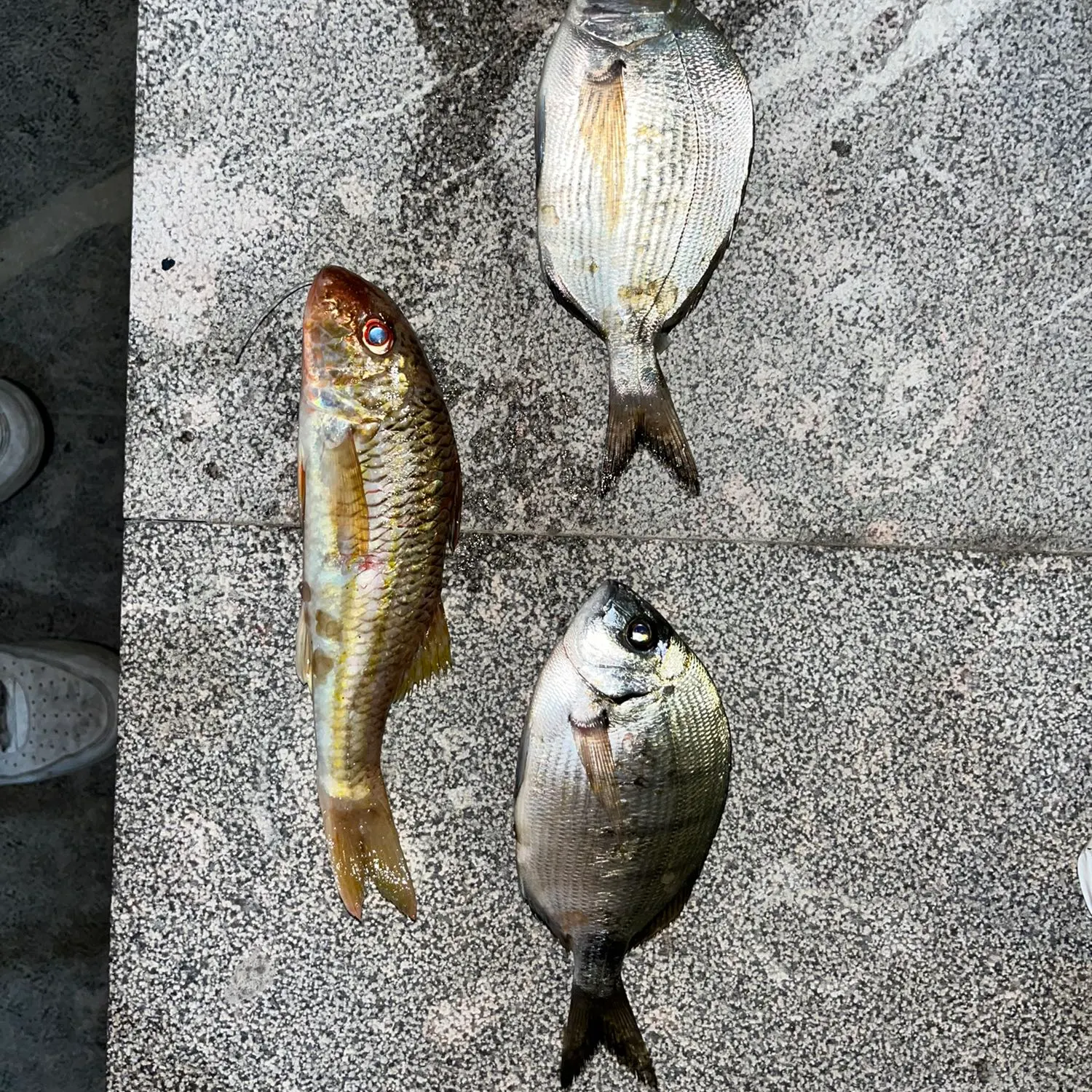 recently logged catches