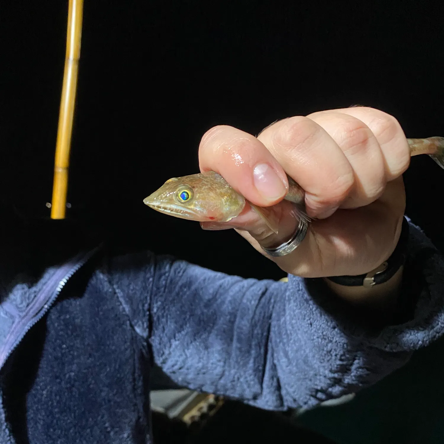 The most recent California lizardfish catches on Fishbrain