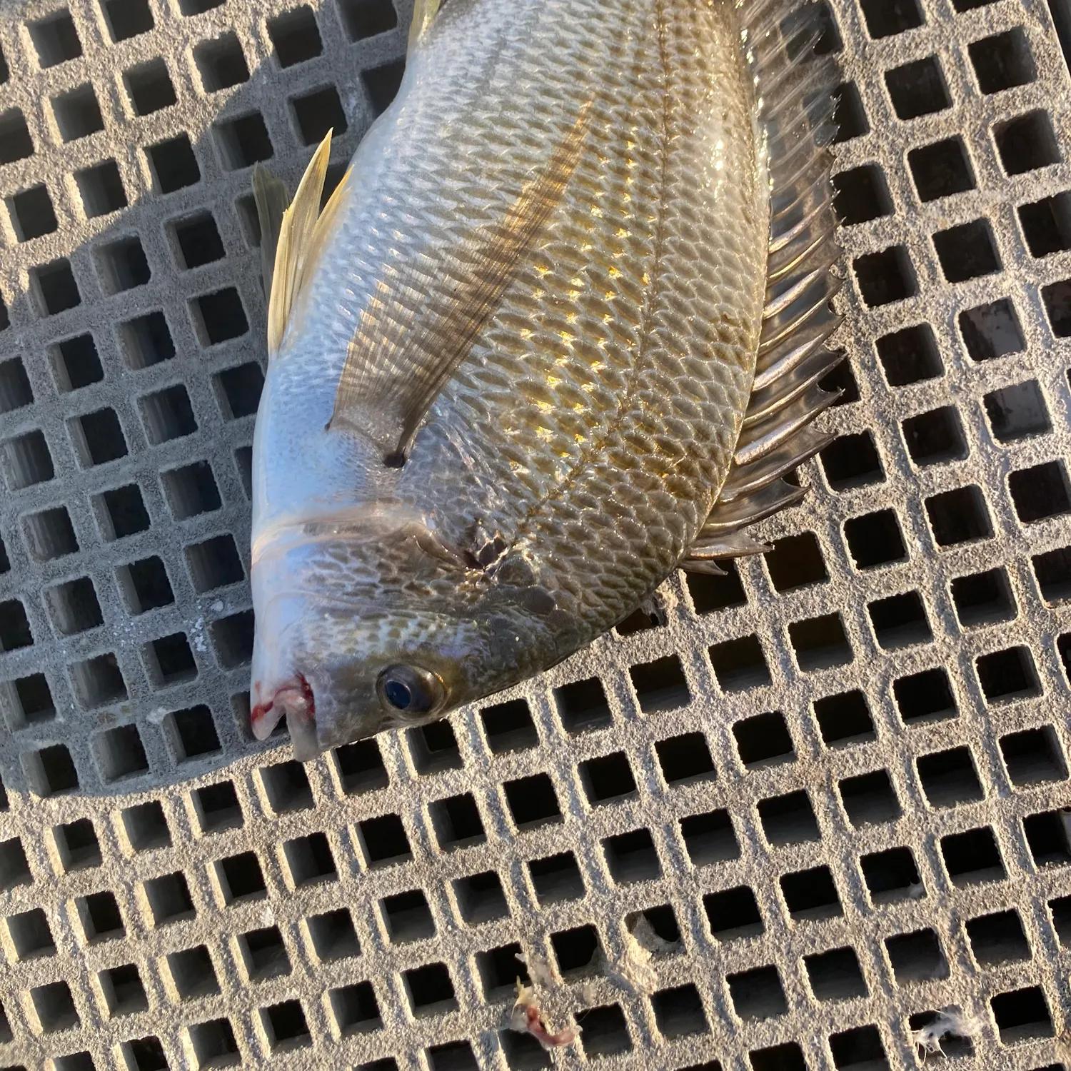 The most recent Surf bream catches on Fishbrain