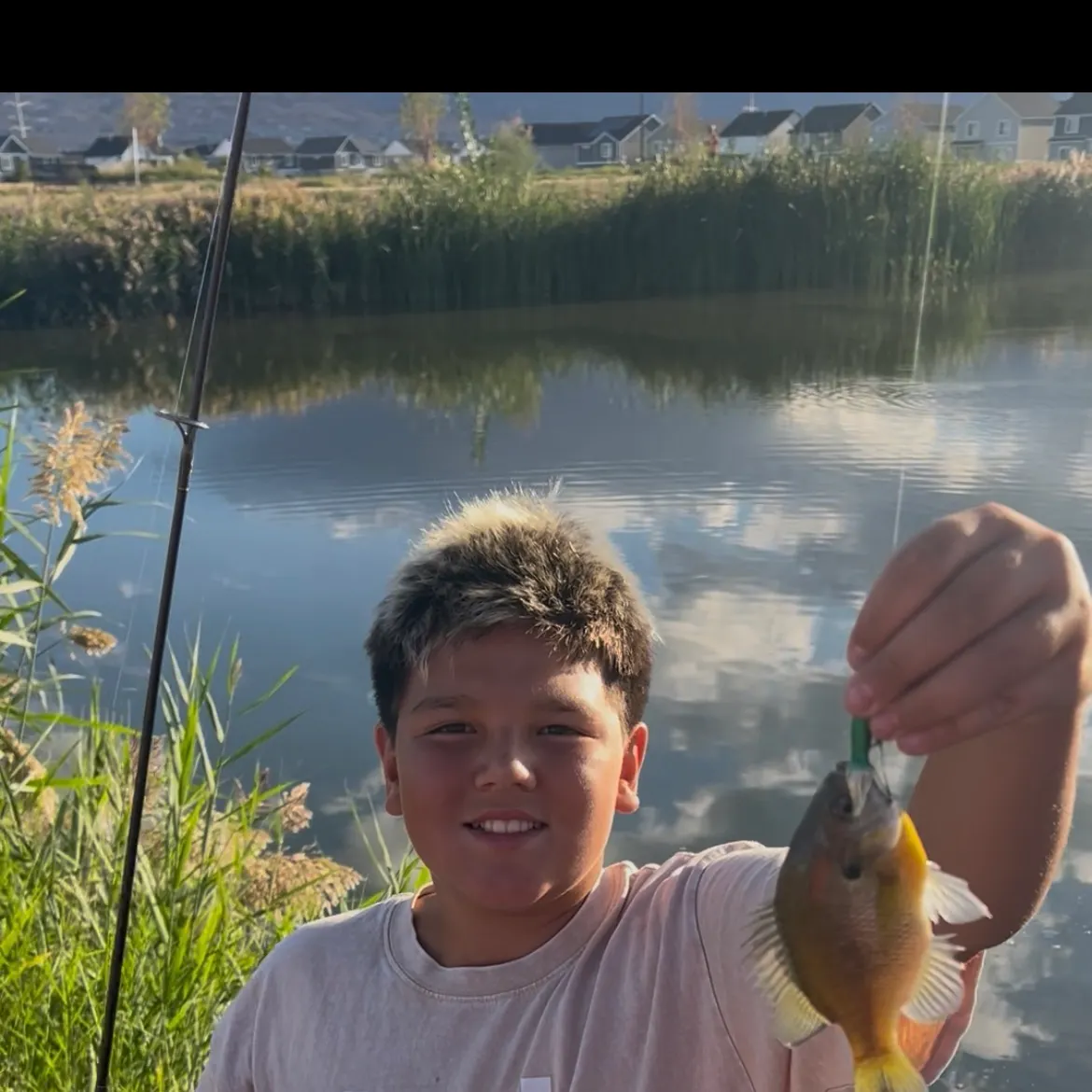 Green sunfish caught on Fishbrain