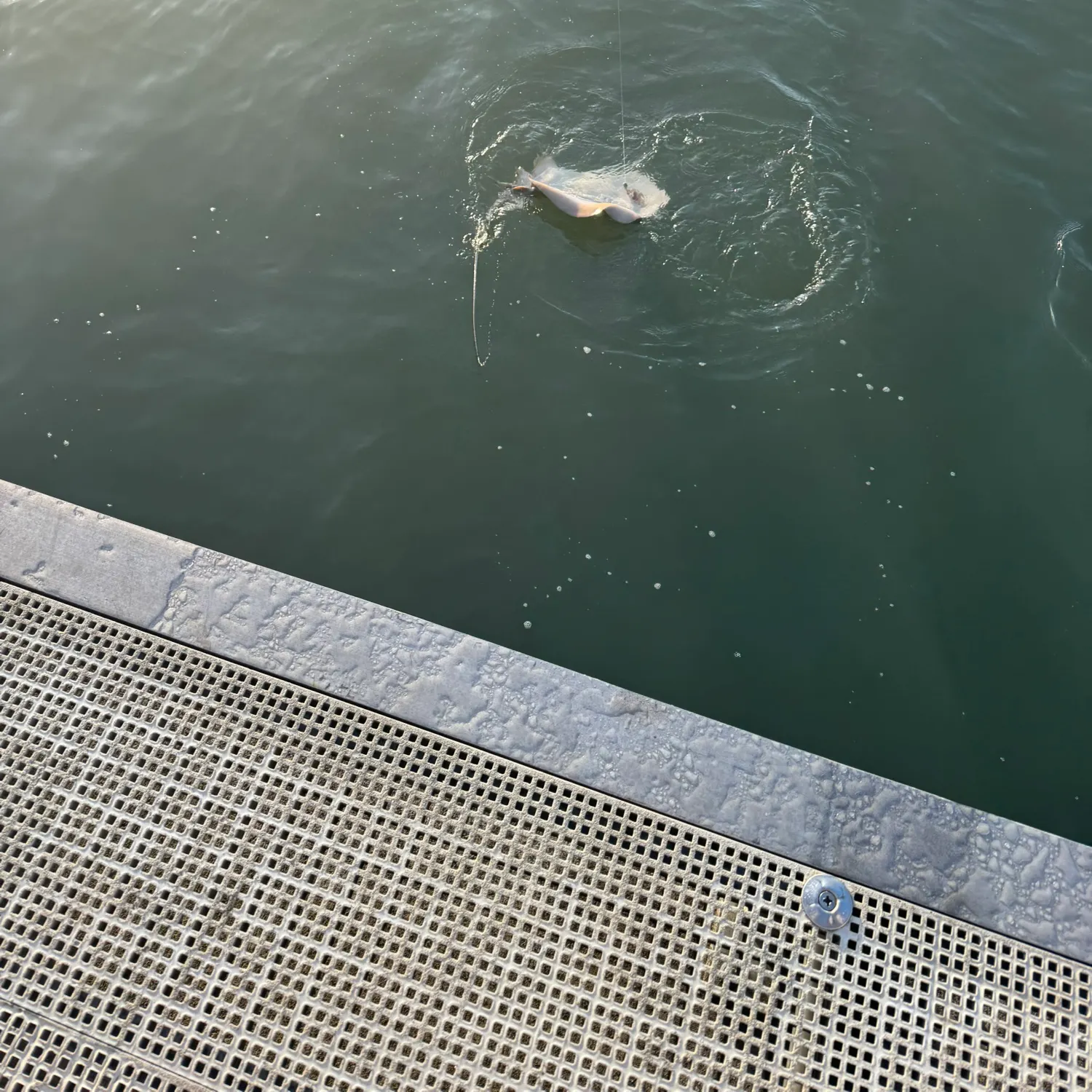 The most recent Common stingaree catches on Fishbrain