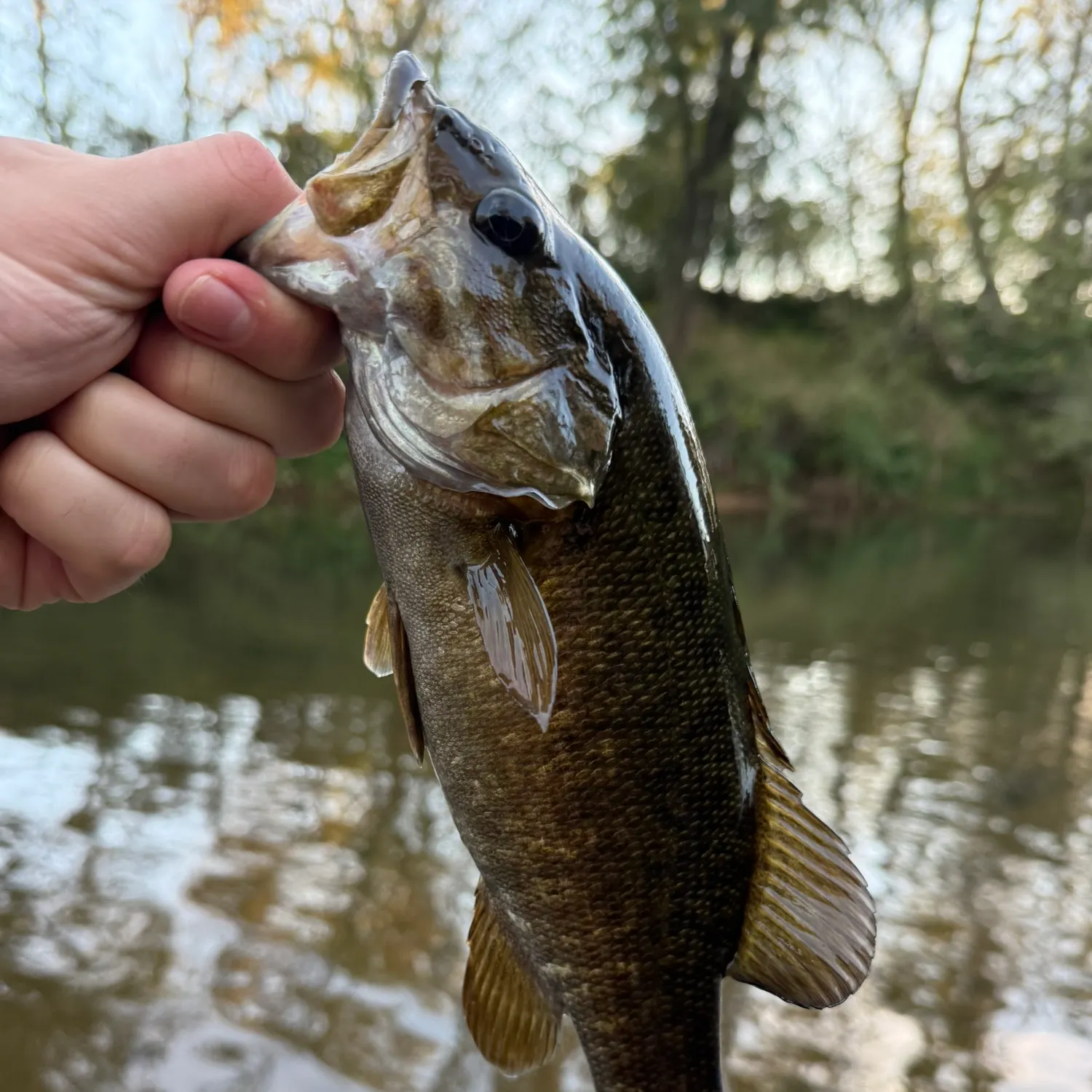 Smallmouth bass caught on Fishbrain