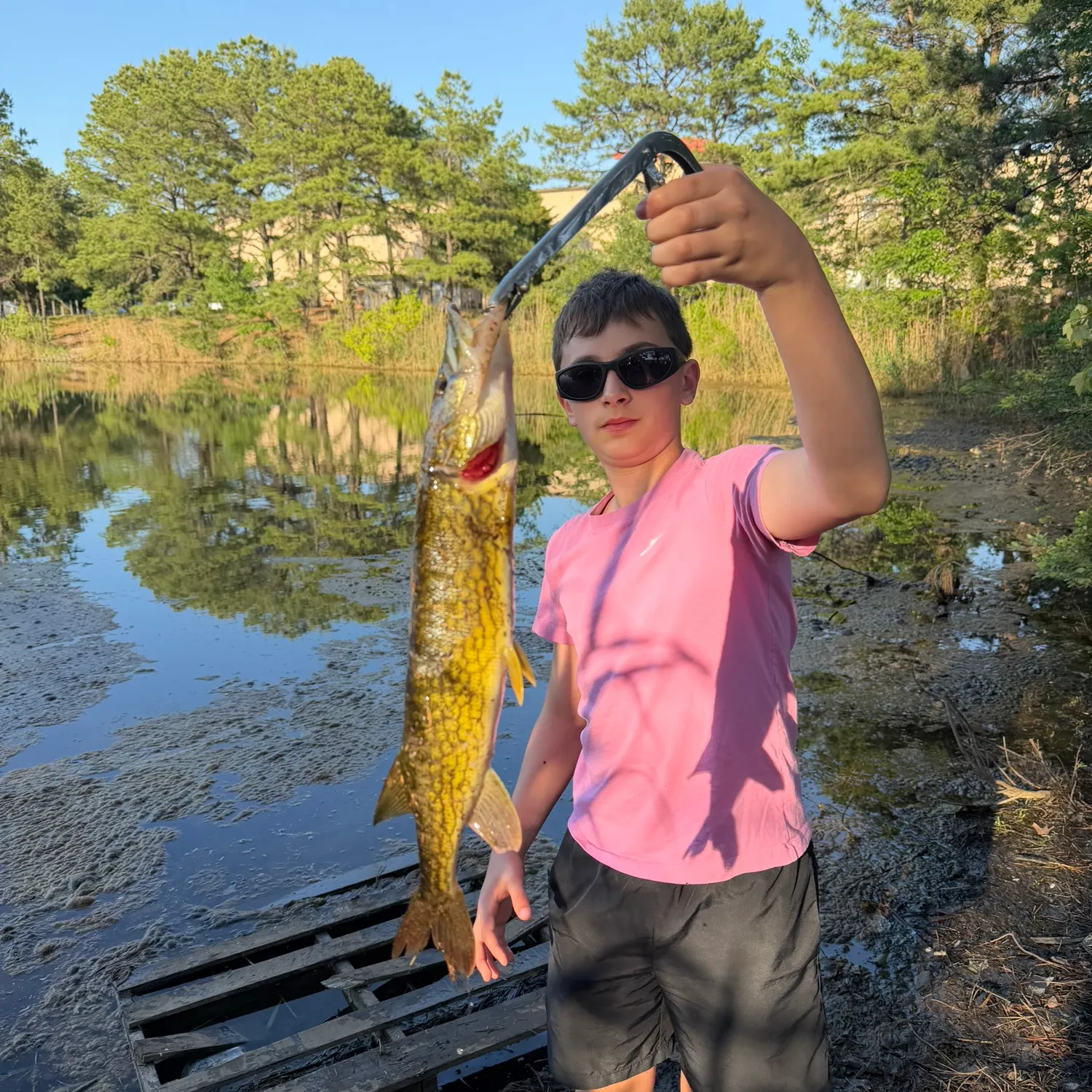 Chain pickerel caught on Fishbrain
