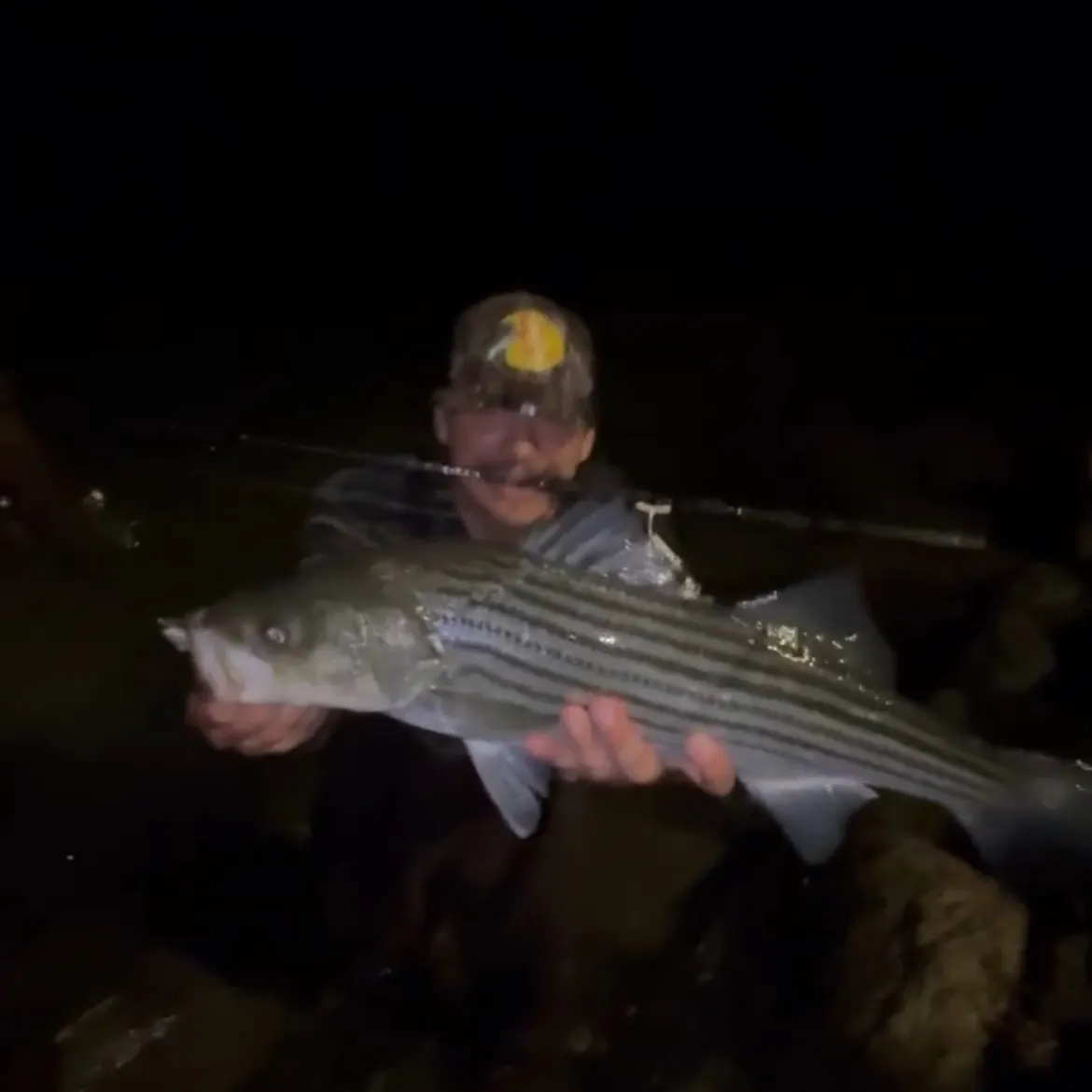 Striped bass caught on Fishbrain