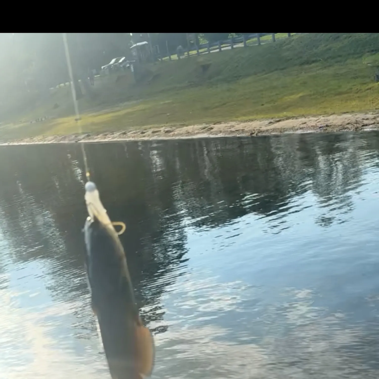 The most recent Brown bullhead catches on Fishbrain