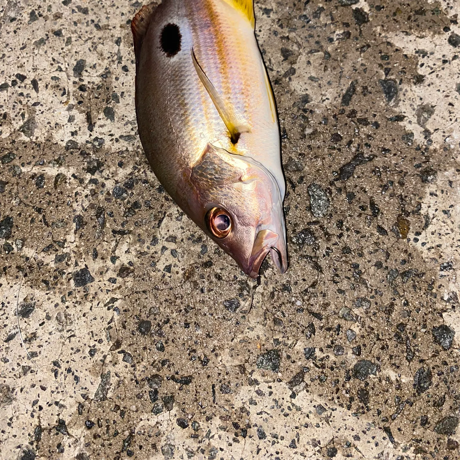 The most recent Moses perch catches on Fishbrain