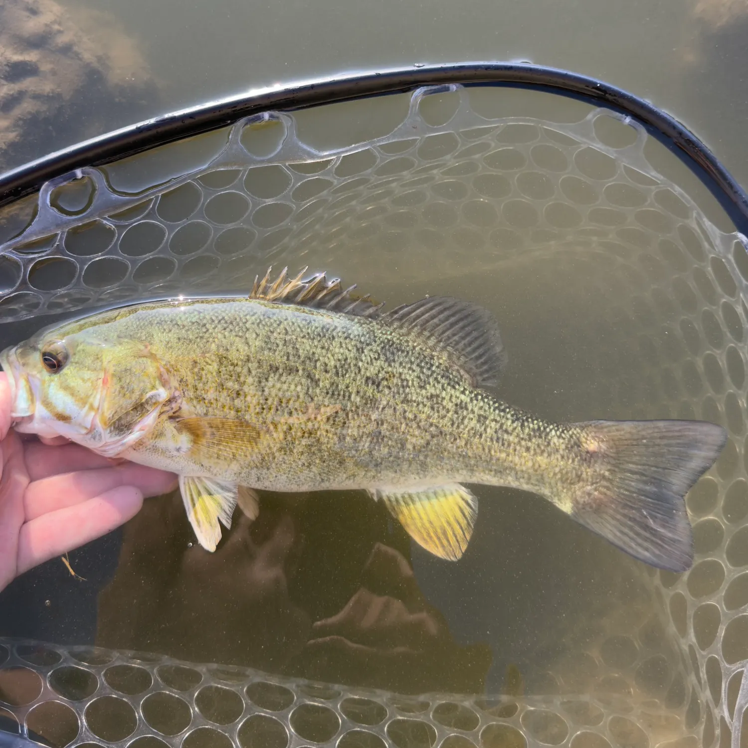 Smallmouth bass caught on Fishbrain