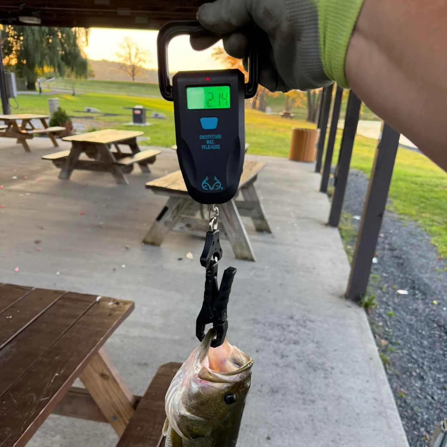 Largemouth bass caught on Fishbrain