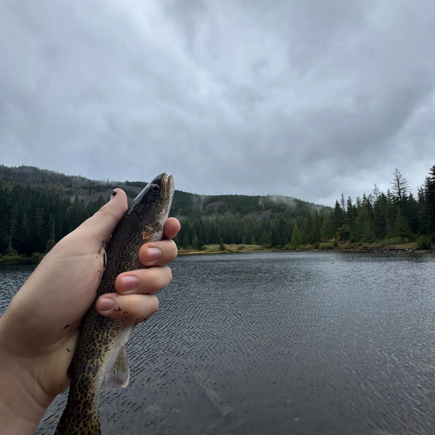 Rainbow trout caught on Fishbrain
