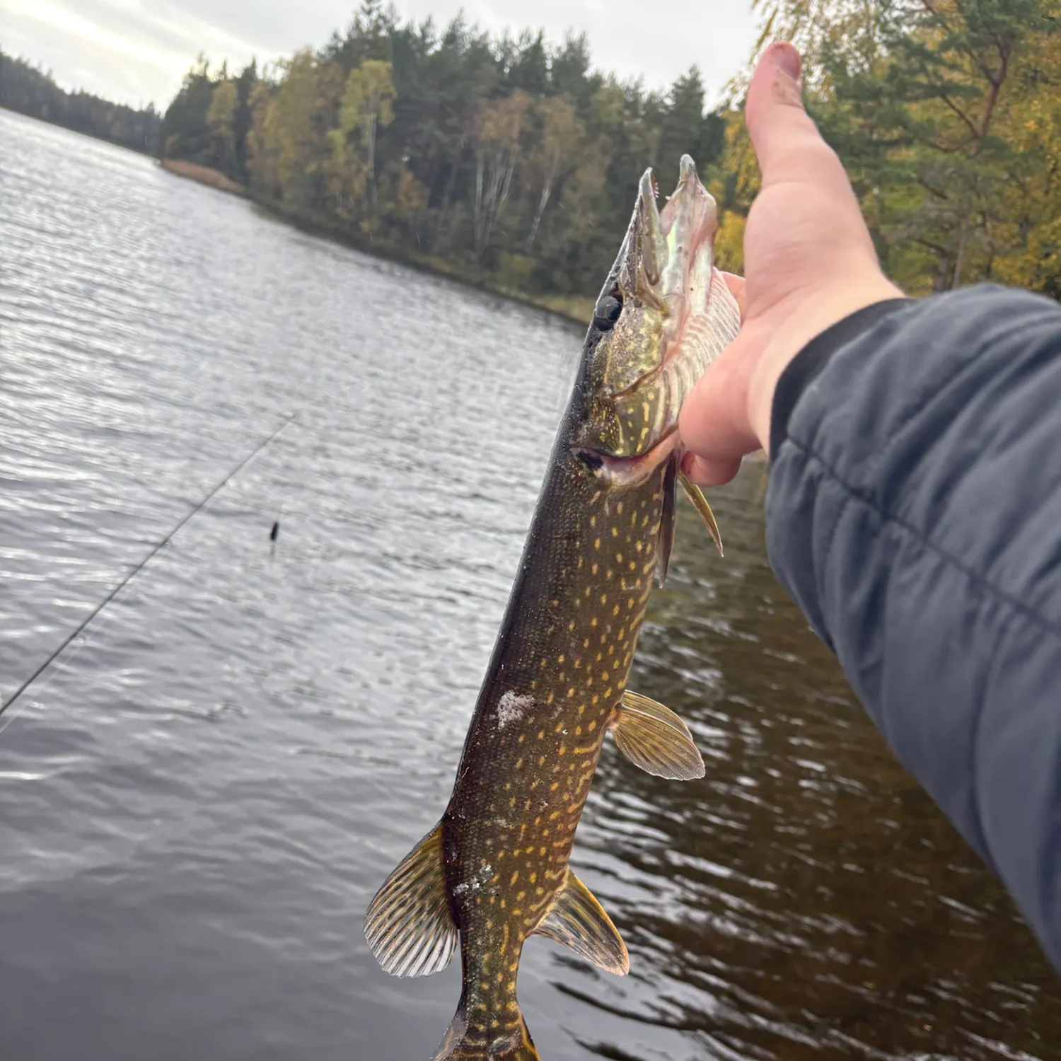 Northern pike caught on Fishbrain
