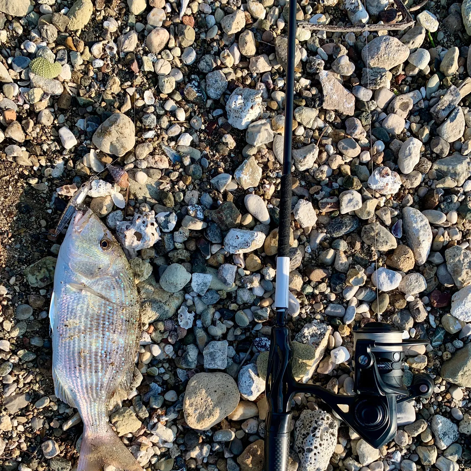 The most recent Common dentex catches on Fishbrain