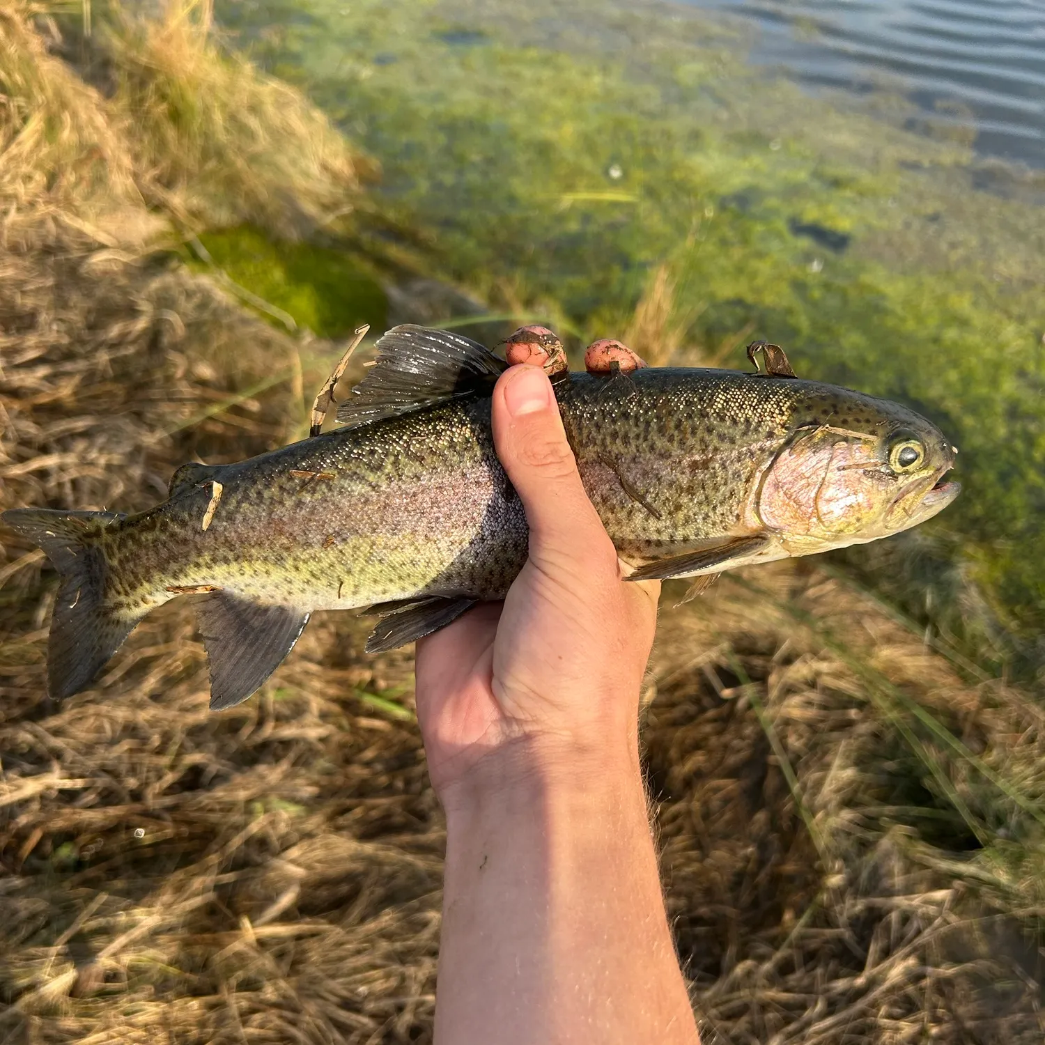 Rainbow trout caught on Fishbrain