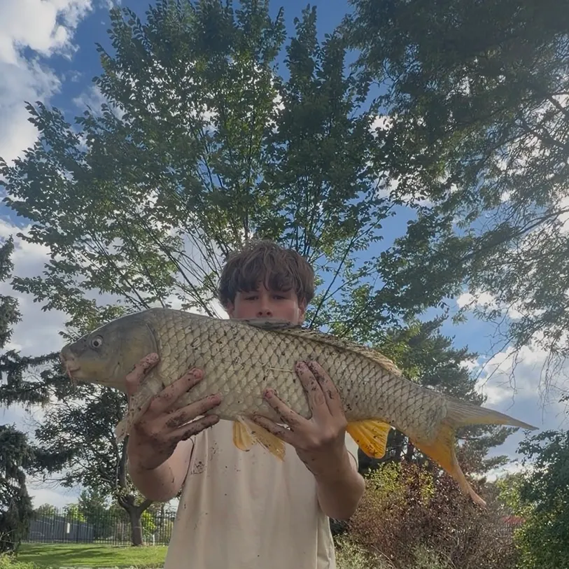 Common carp caught on Fishbrain