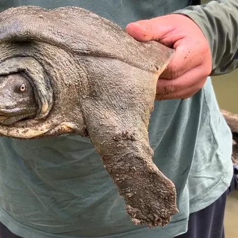 The most recent Chinese softshell turtle catches on Fishbrain