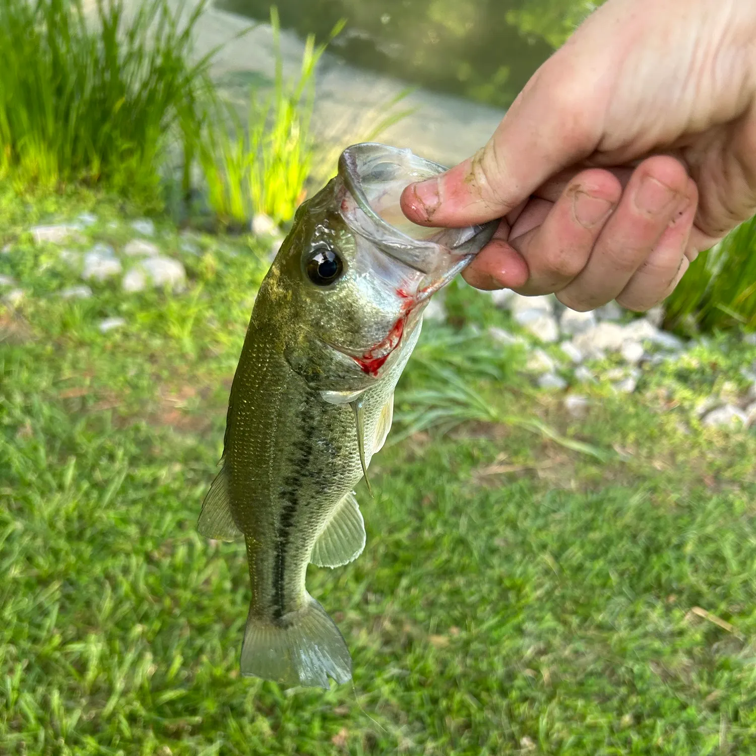 Largemouth bass caught on Fishbrain