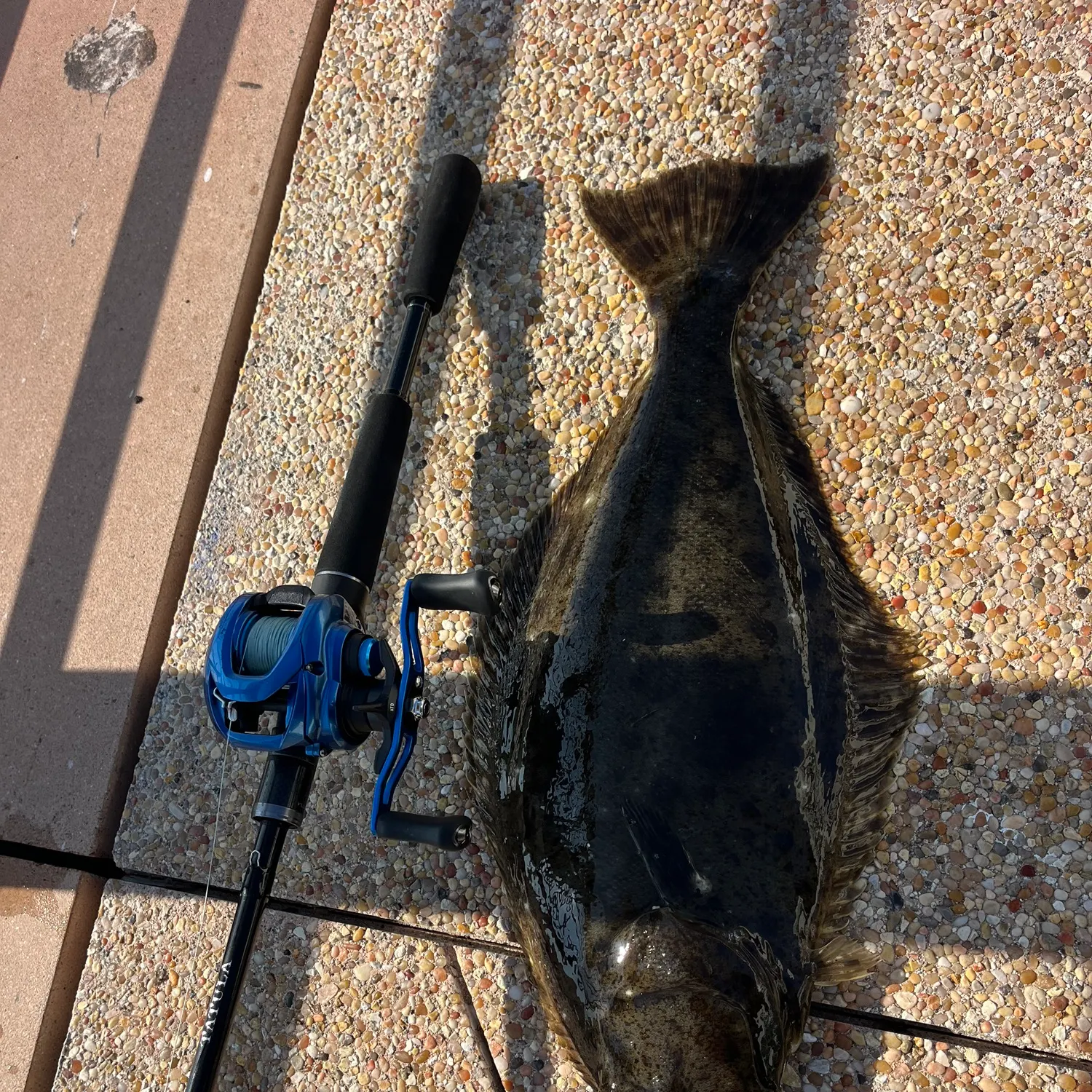 The most recent Pacific halibut catches on Fishbrain