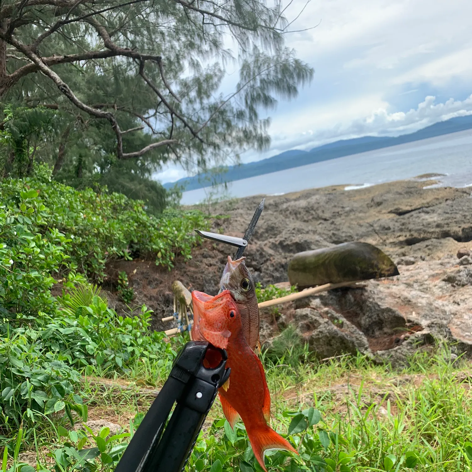 The most recent Yellow-edged lyretail catches on Fishbrain