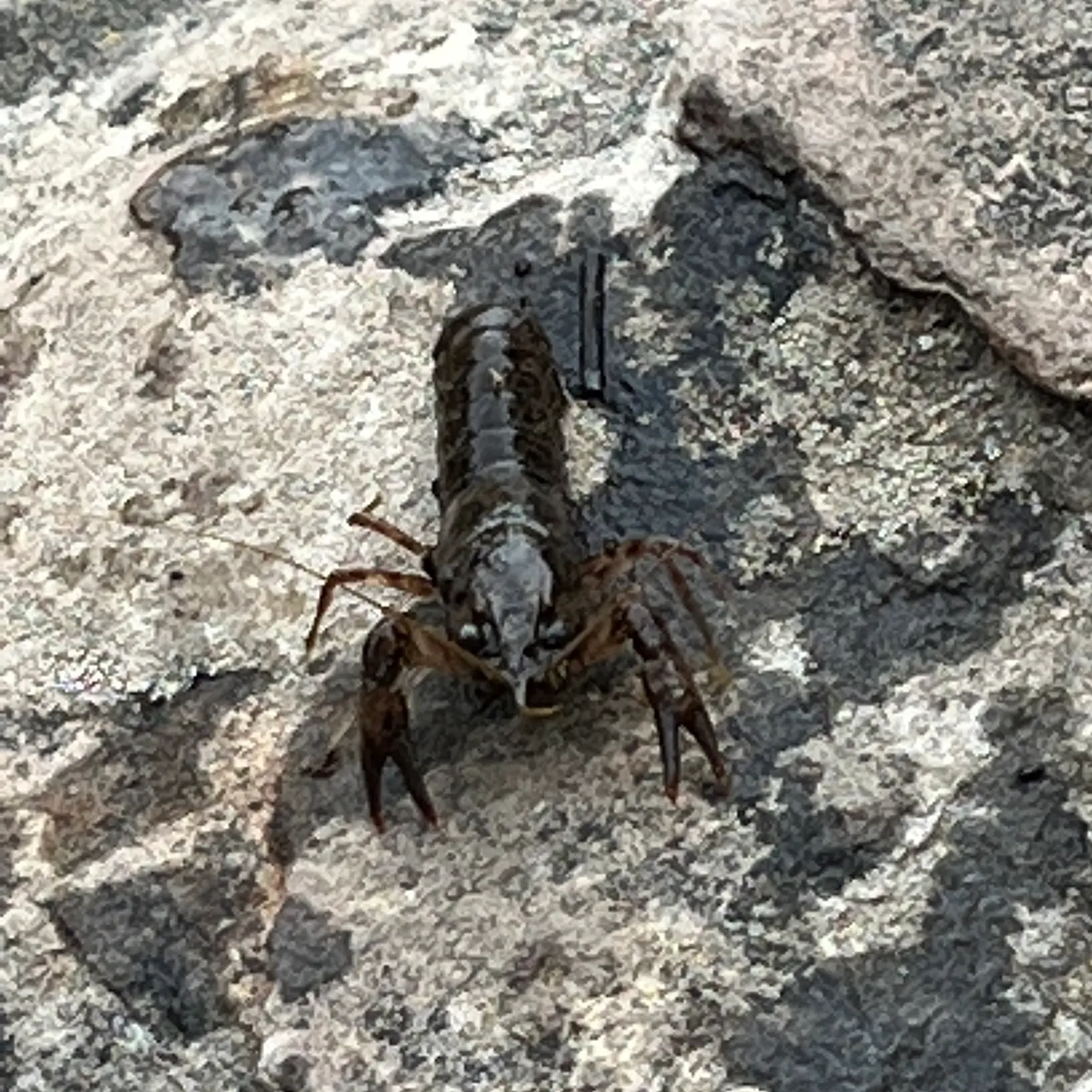 The most recent Signal crayfish catches on Fishbrain