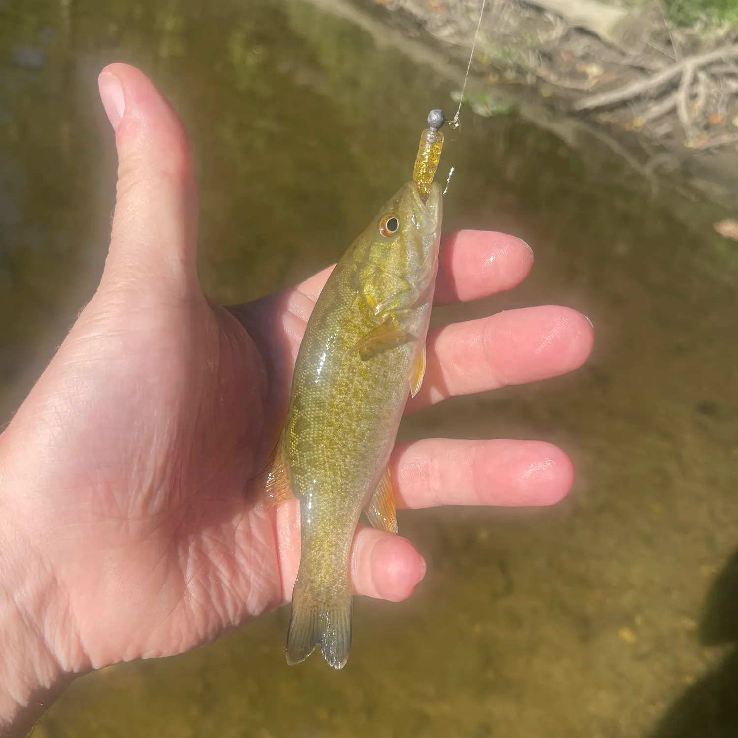Smallmouth bass caught on Fishbrain