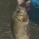 Rock bass caught on Fishbrain