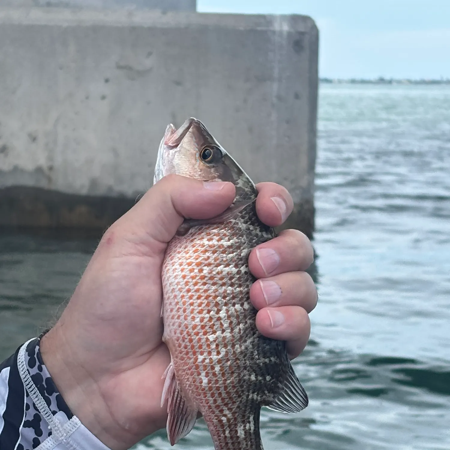 Mangrove snapper caught on Fishbrain
