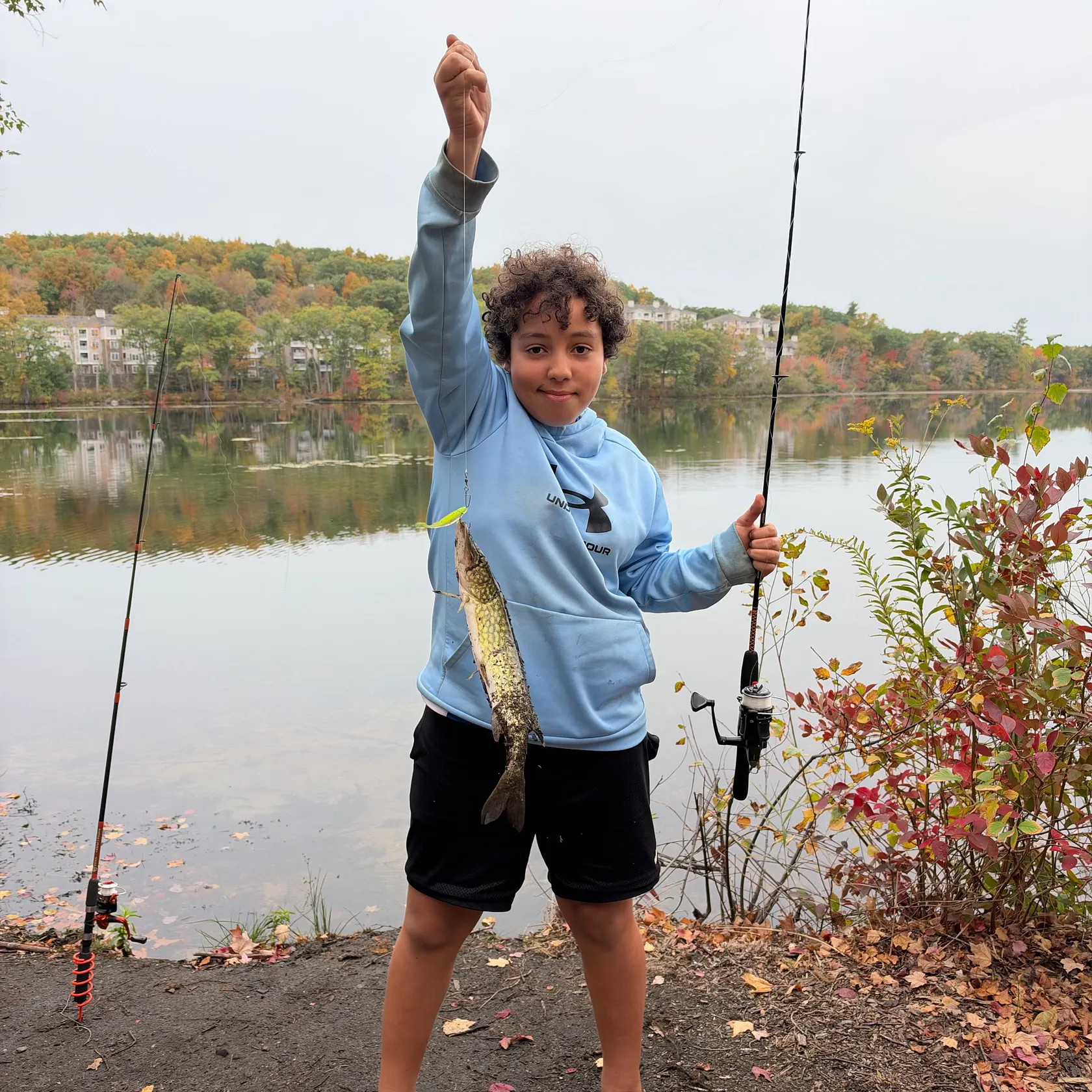 Chain pickerel caught on Fishbrain
