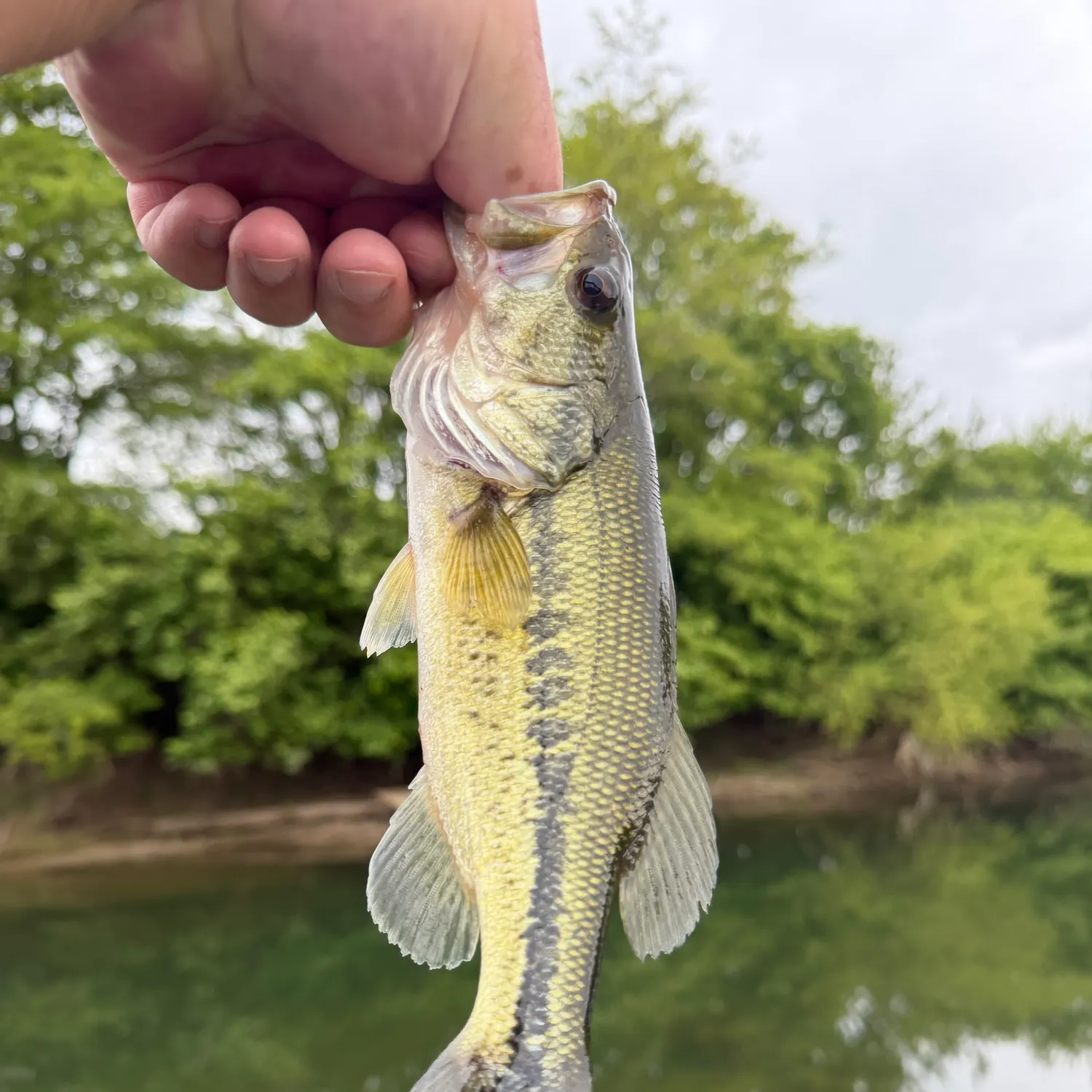Largemouth bass caught on Fishbrain