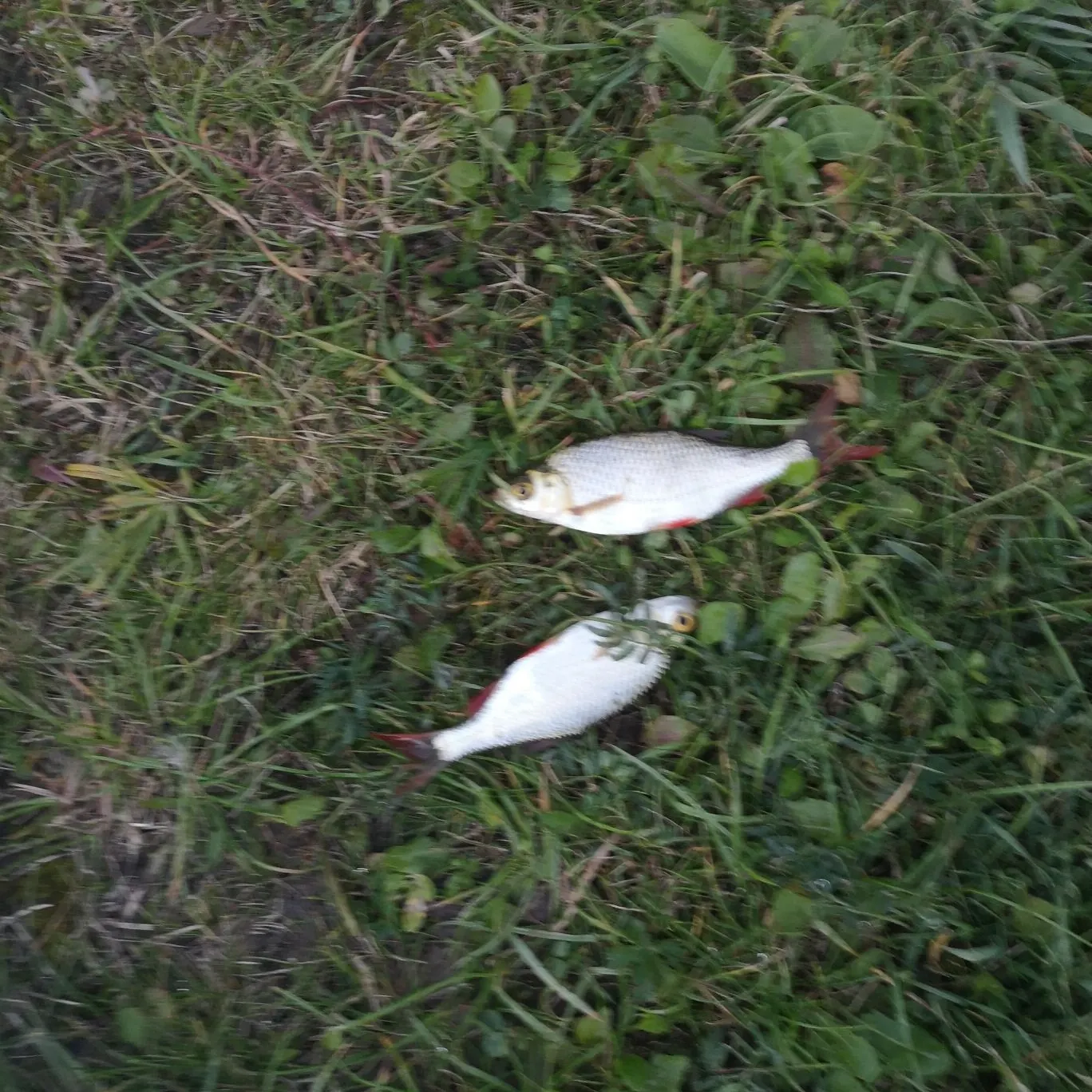 Common roach caught on Fishbrain