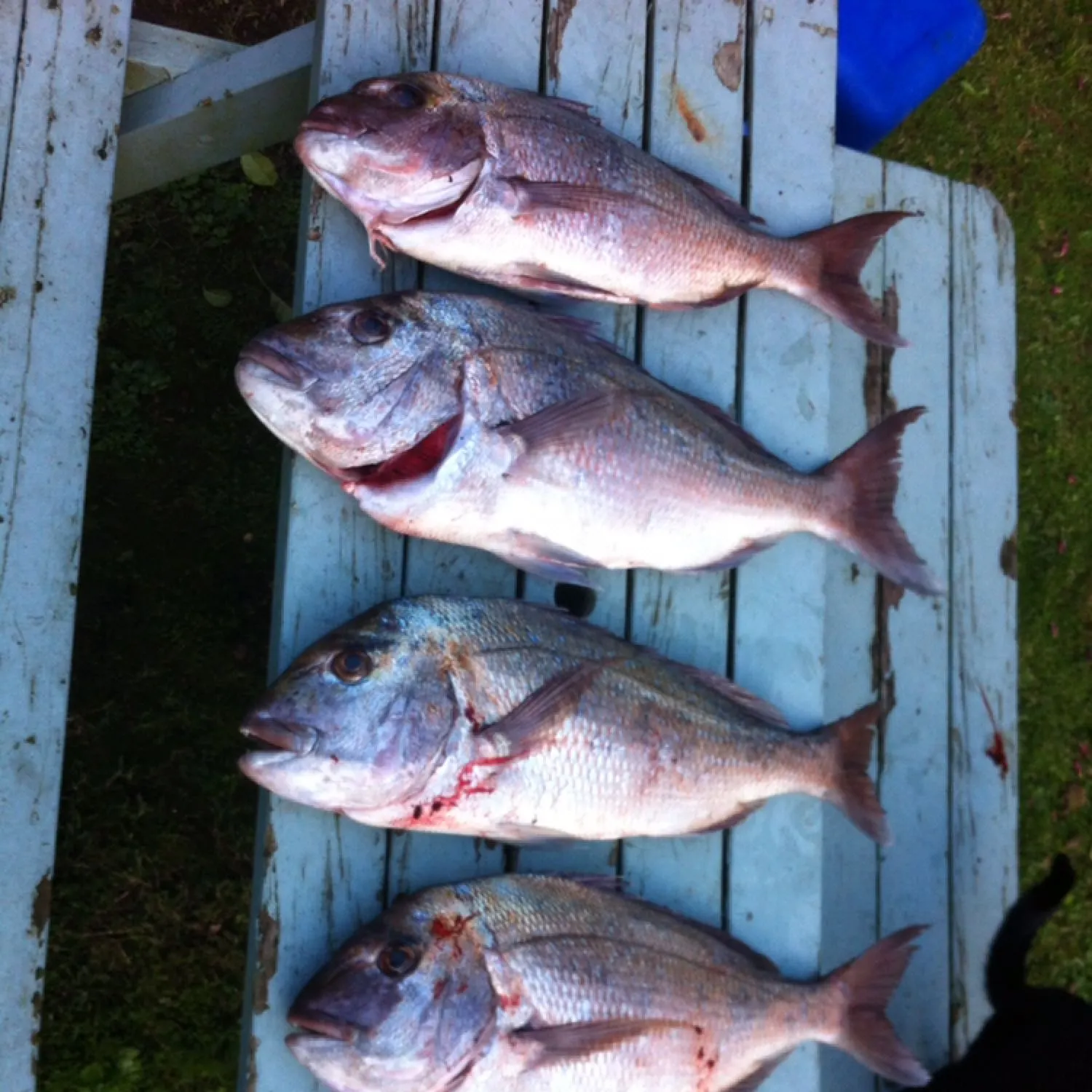 recently logged catches