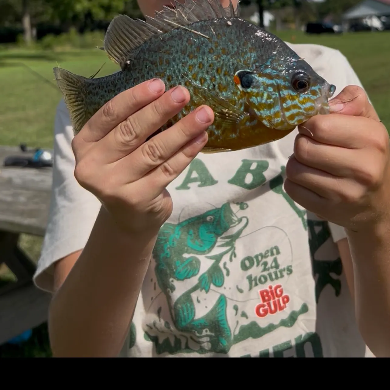 Pumpkinseed caught on Fishbrain