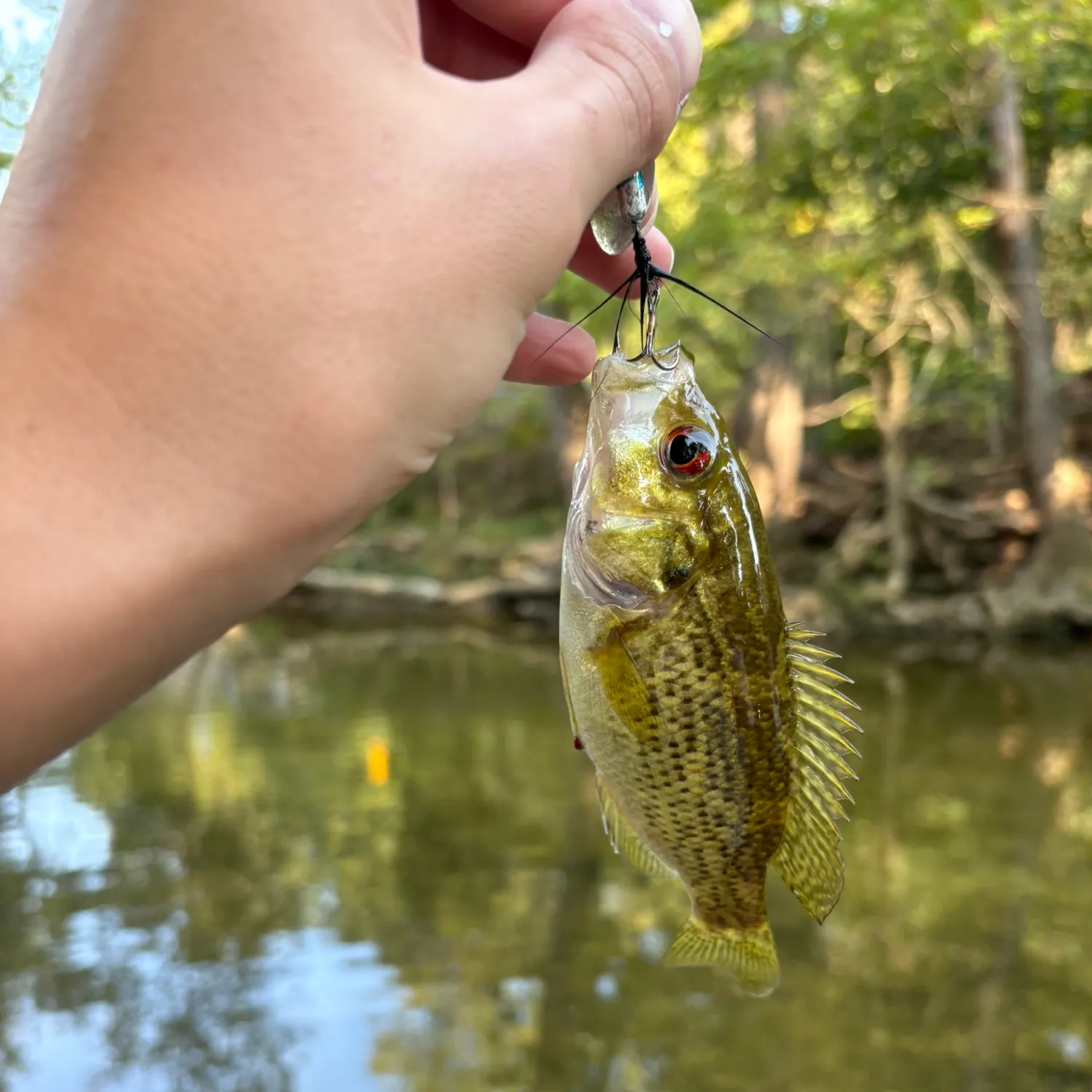 Rock bass caught on Fishbrain