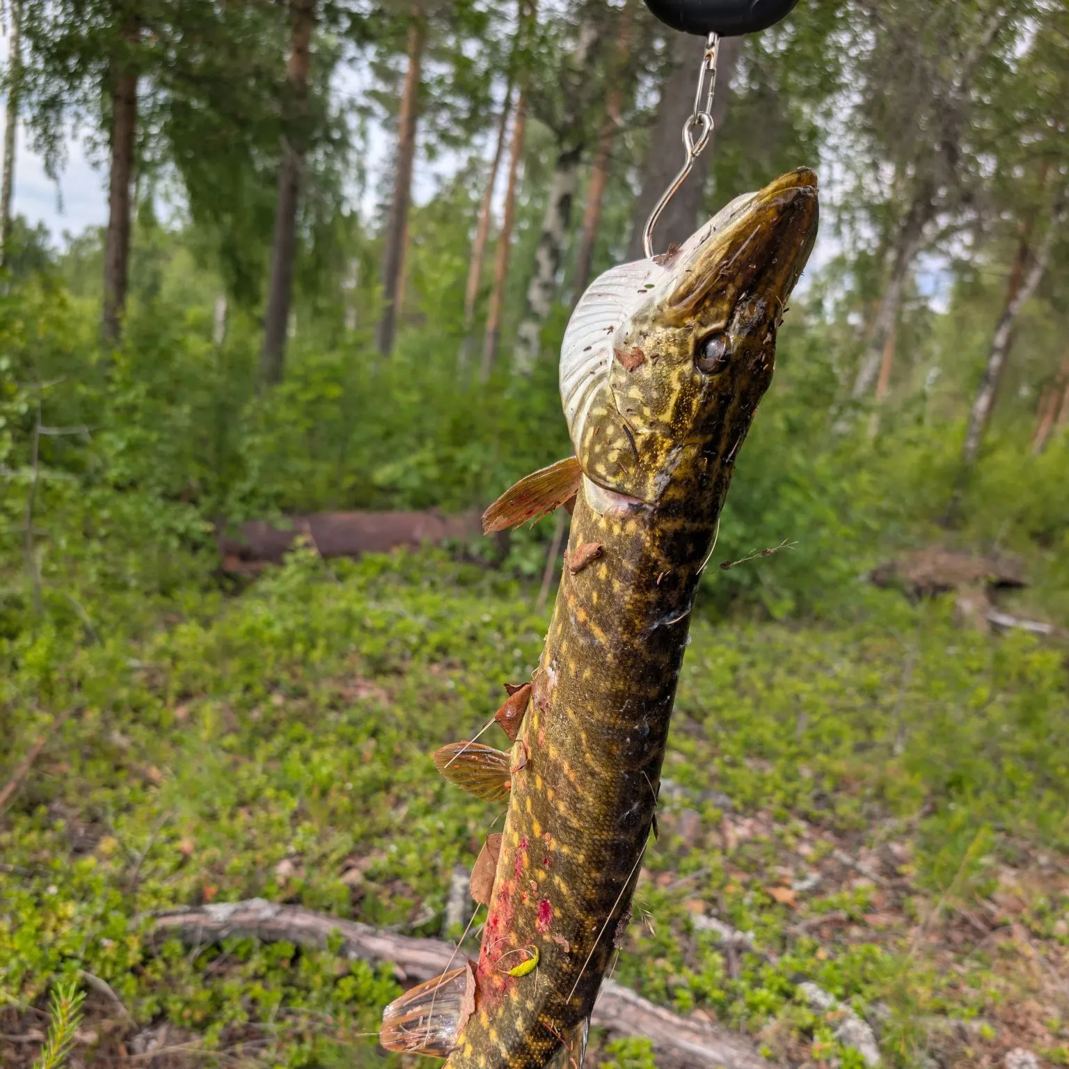 catch