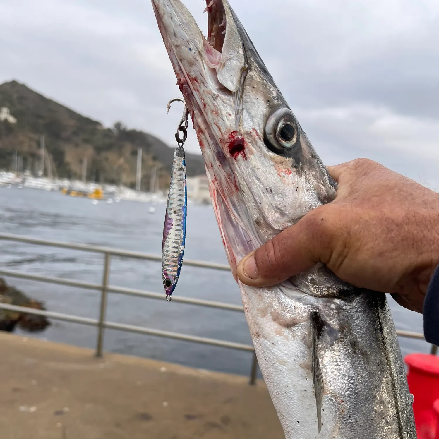 The most recent Pacific barracuda catches on Fishbrain