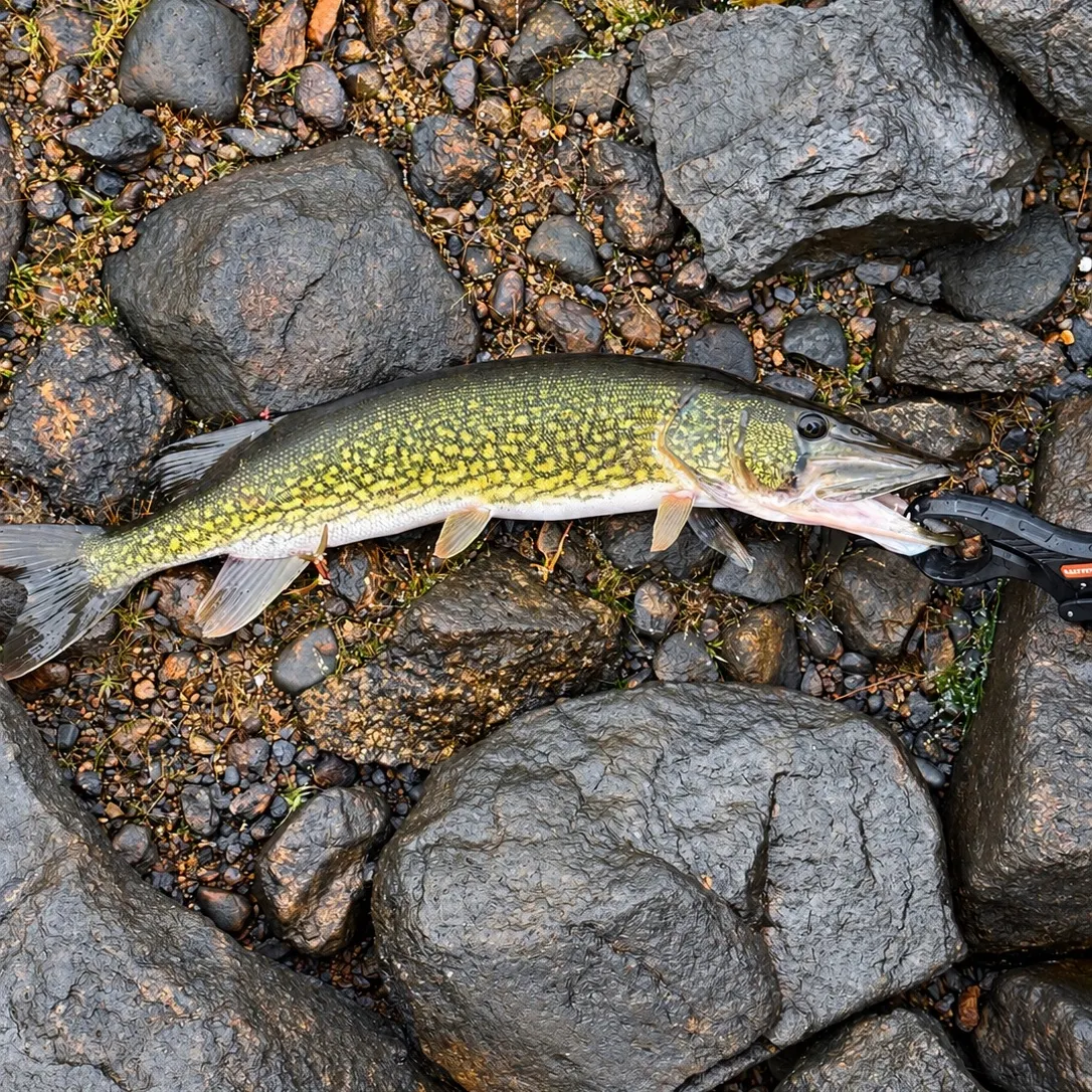 Chain pickerel caught on Fishbrain