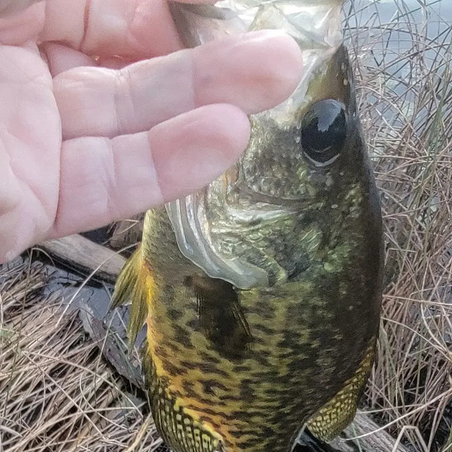 Black crappie caught on Fishbrain