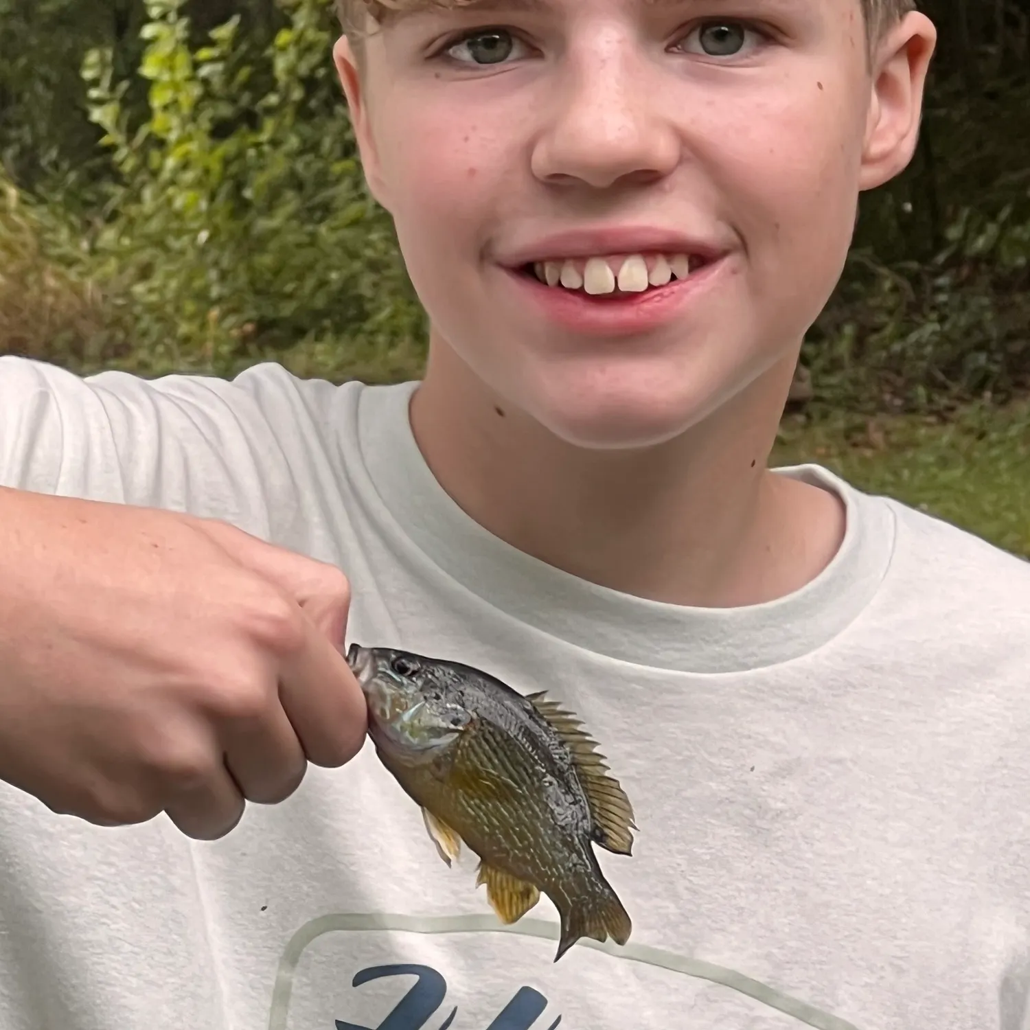 Green sunfish caught on Fishbrain