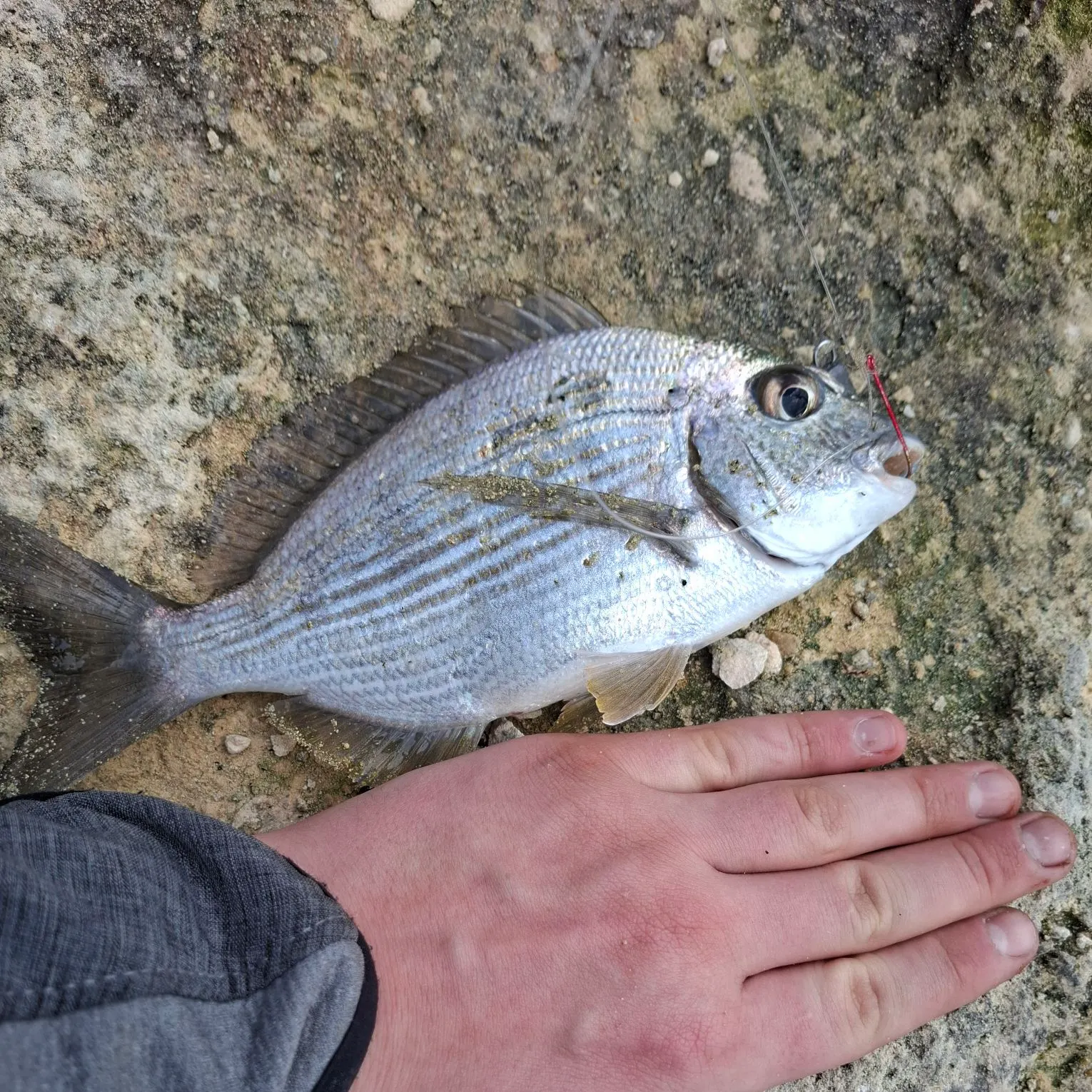 The most recent Goldlined seabream catches on Fishbrain