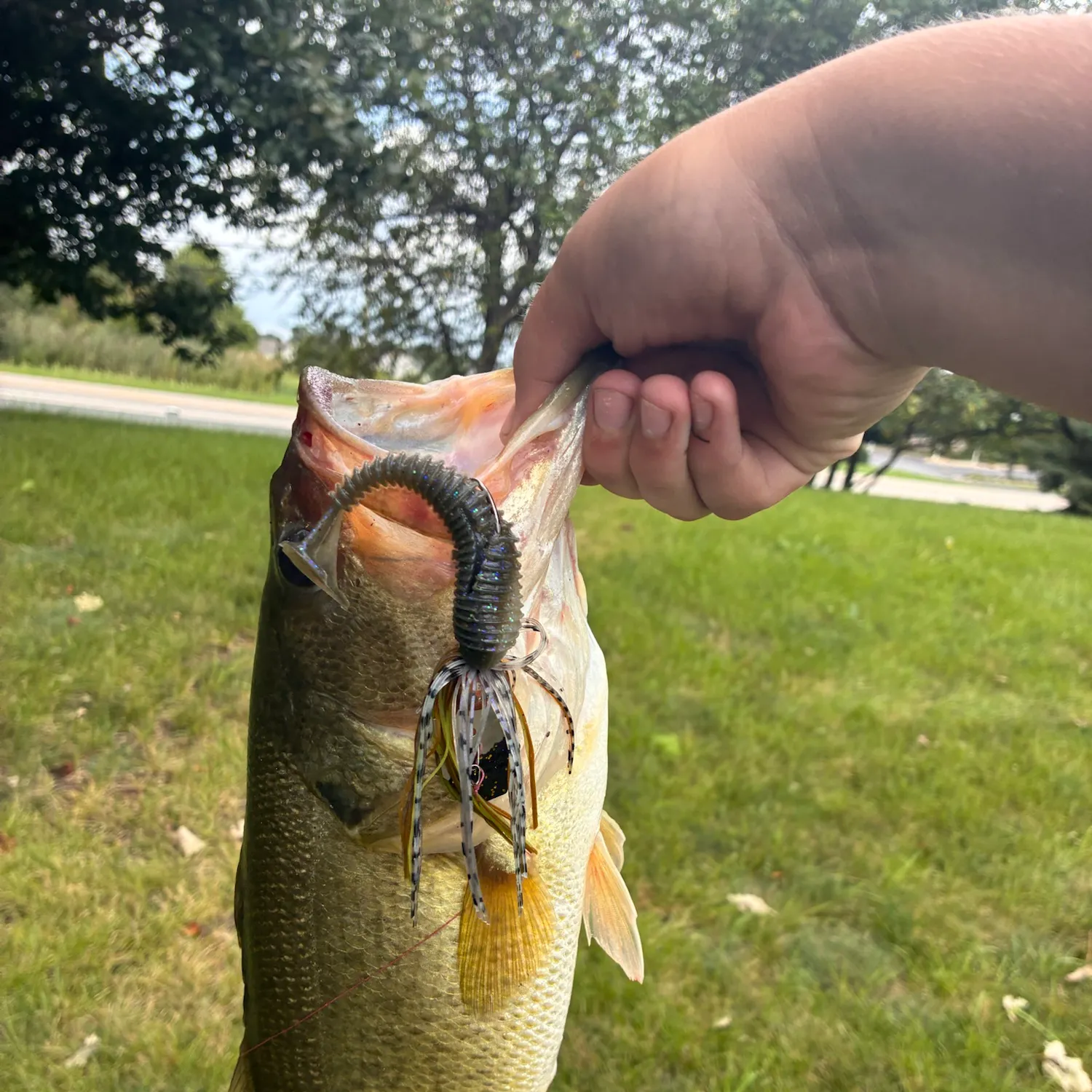 Largemouth bass caught on Fishbrain