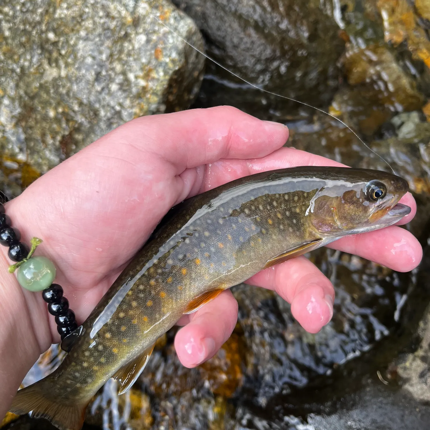 The most recent Whitespotted char catches on Fishbrain