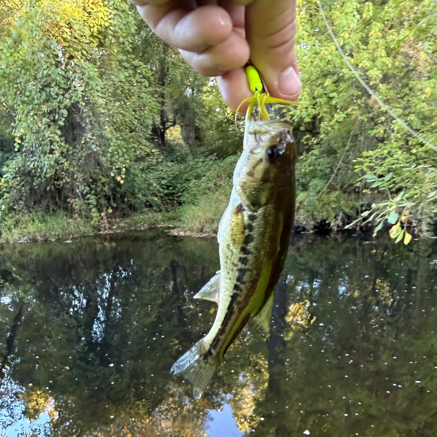 Spotted bass caught on Fishbrain