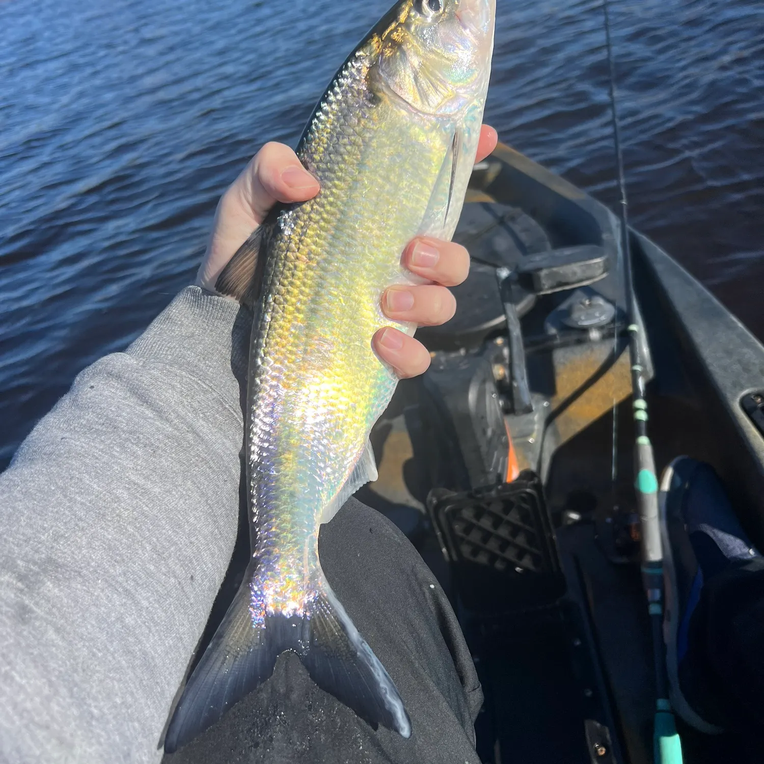 The most recent American shad catches on Fishbrain