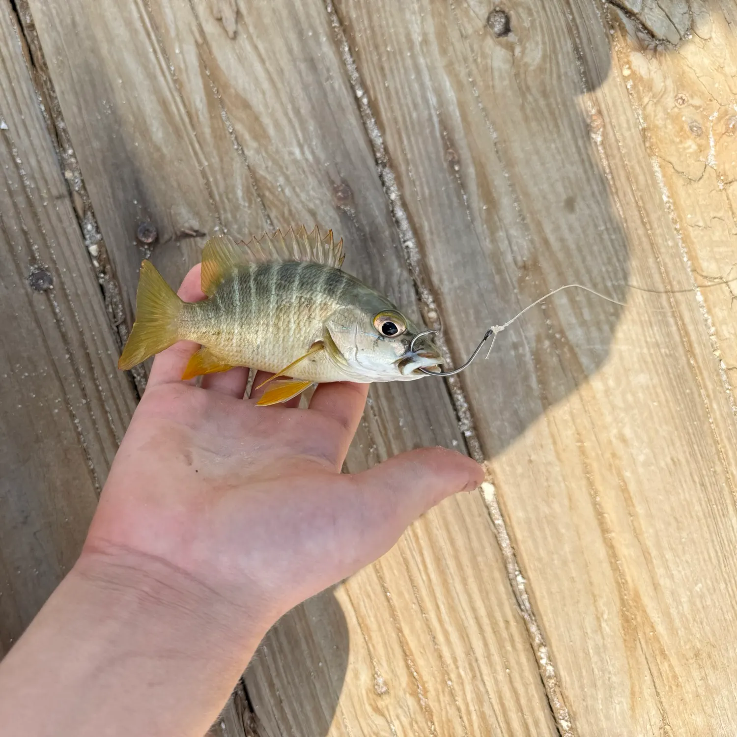 The most recent Dog Snapper catches on Fishbrain