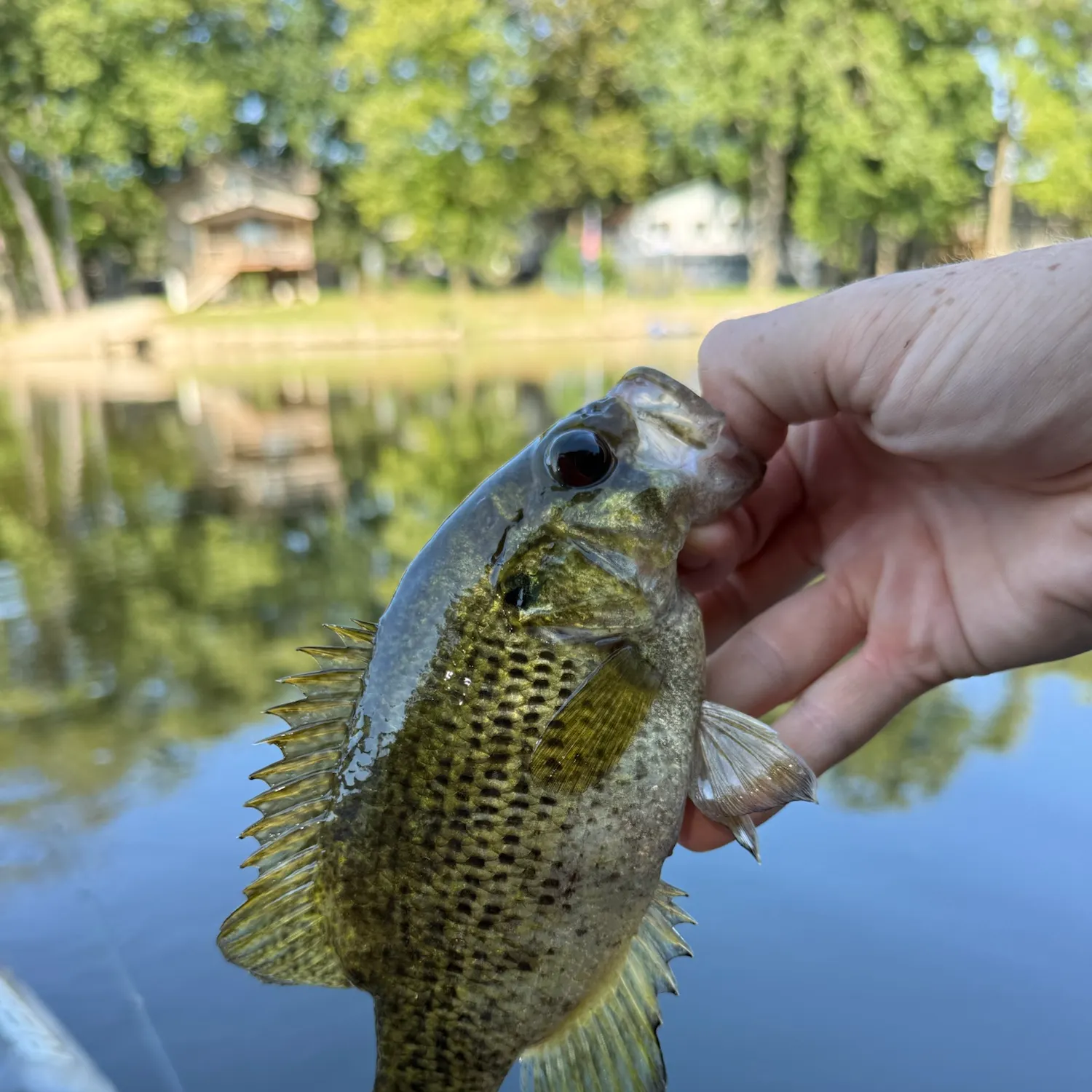 Rock bass caught on Fishbrain