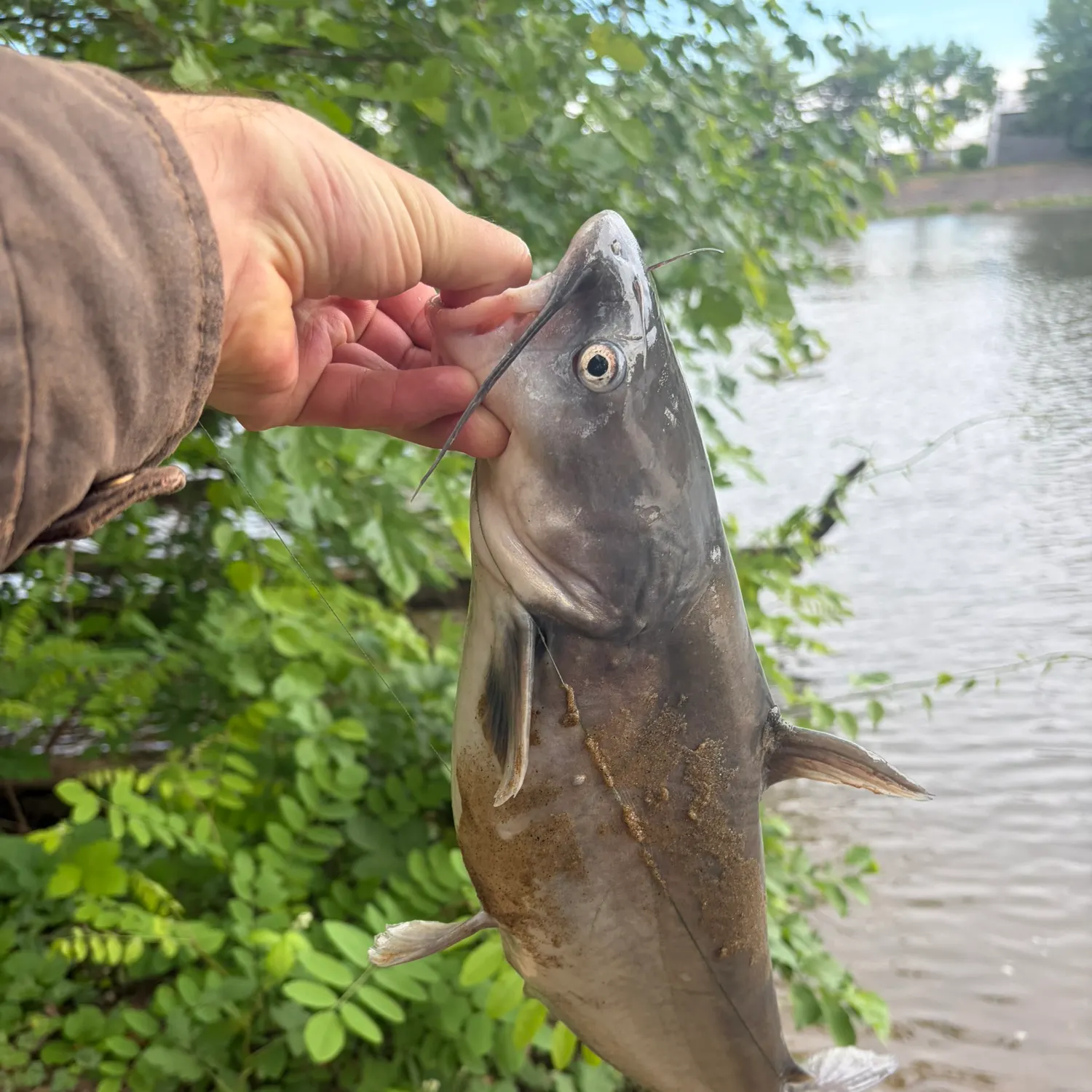 catch