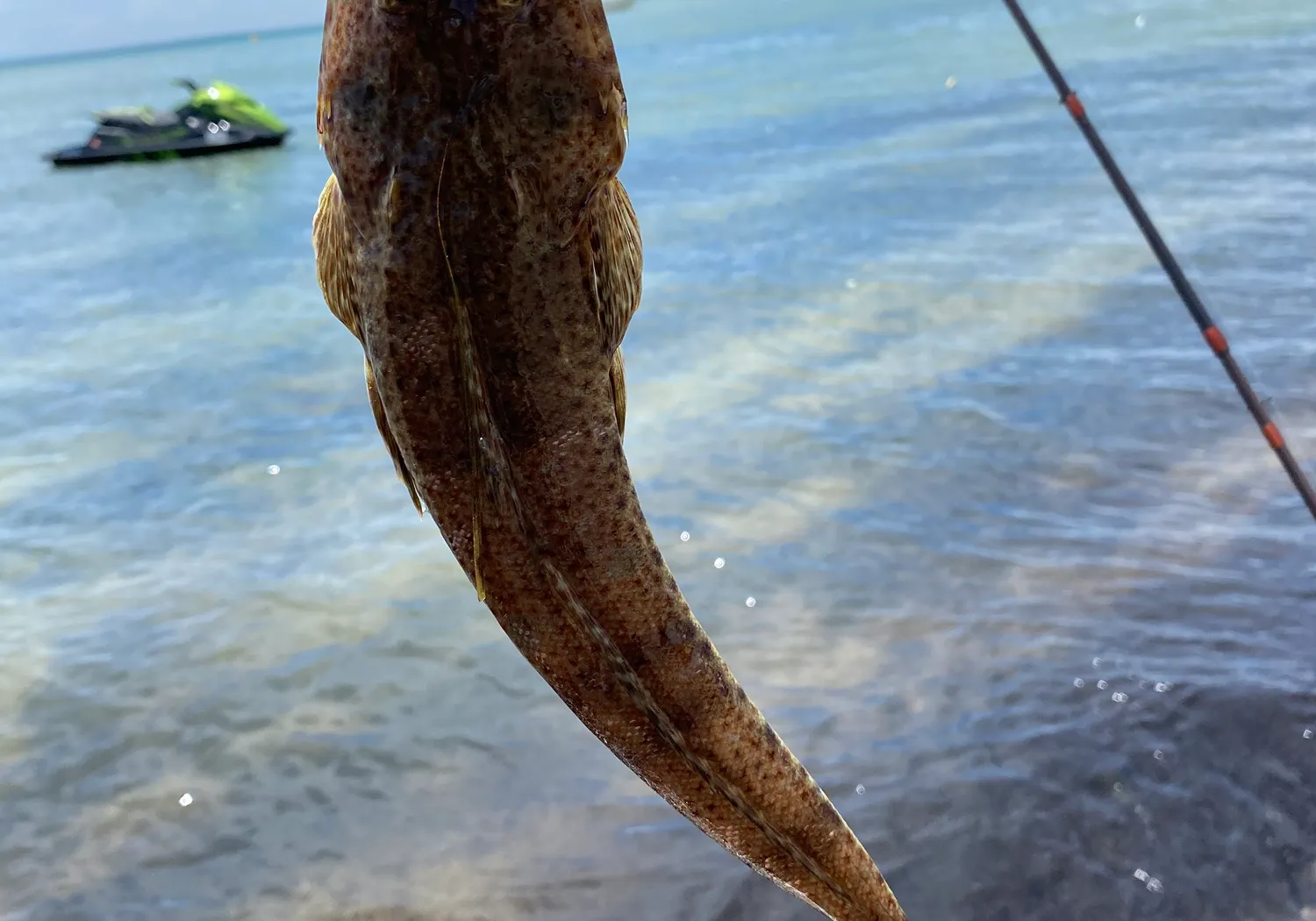 Blue-spotted flathead