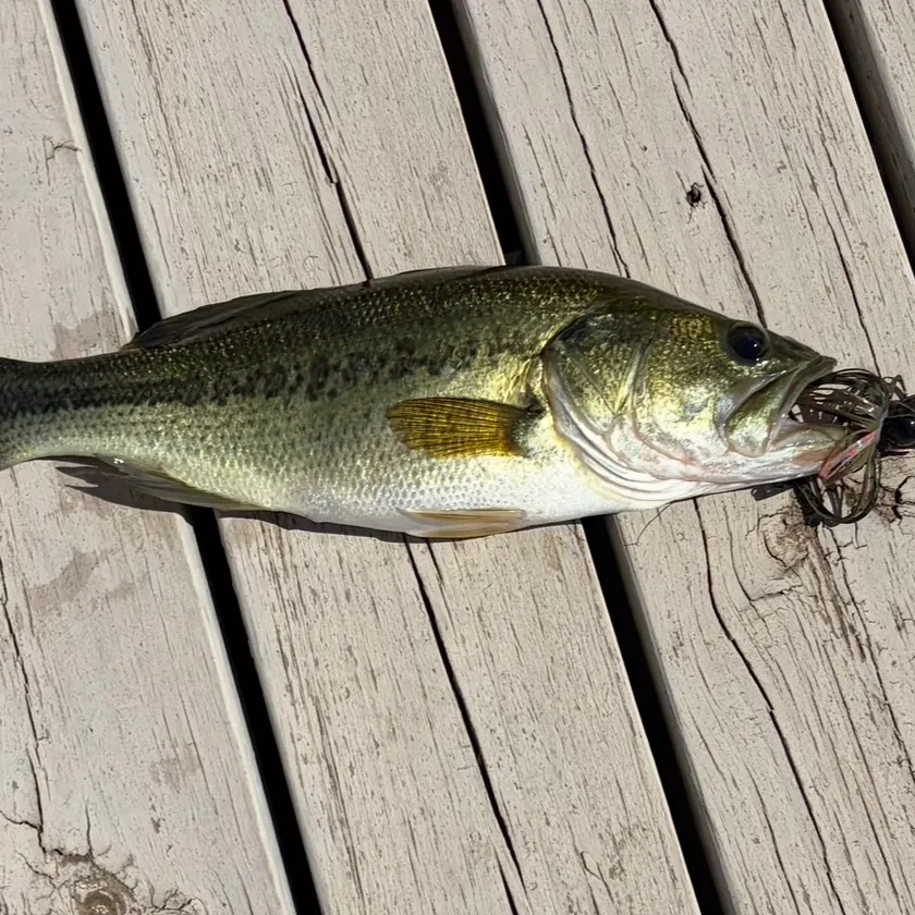 Largemouth bass caught on Fishbrain
