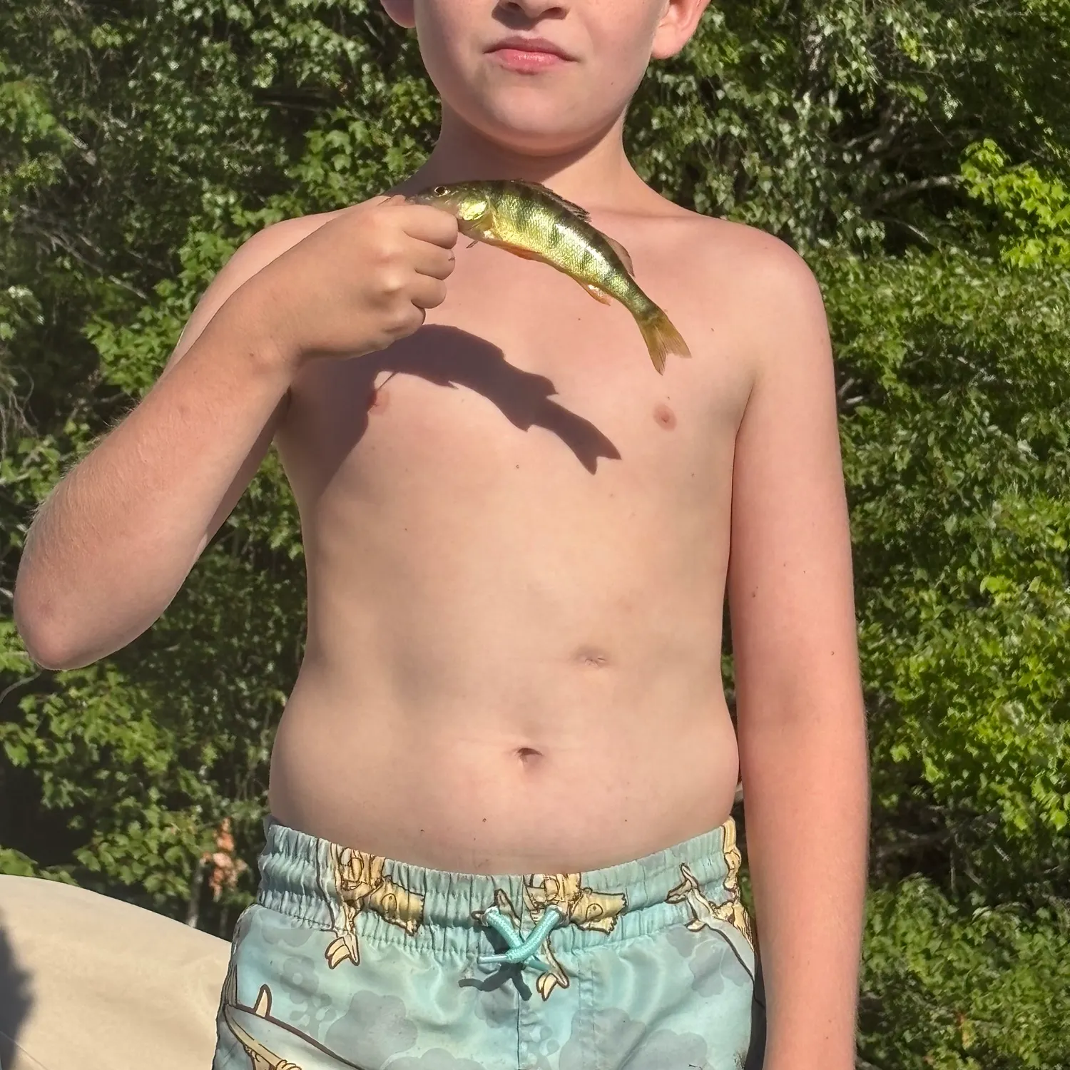 Yellow perch caught on Fishbrain