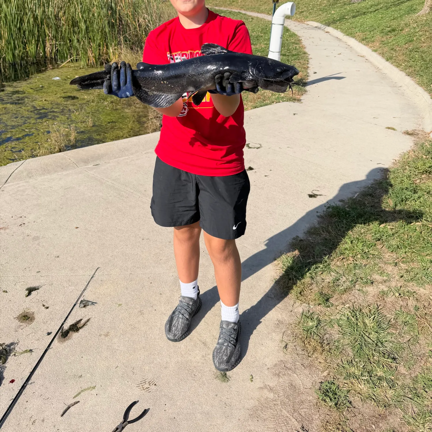Channel catfish caught on Fishbrain