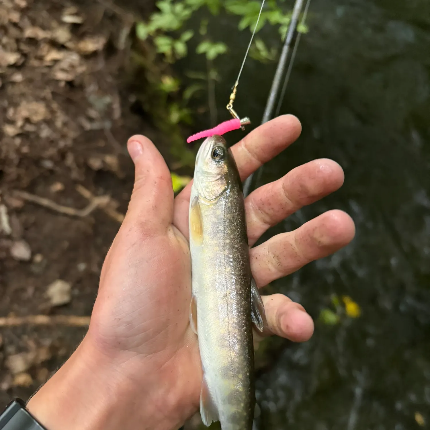 Dolly varden caught on Fishbrain