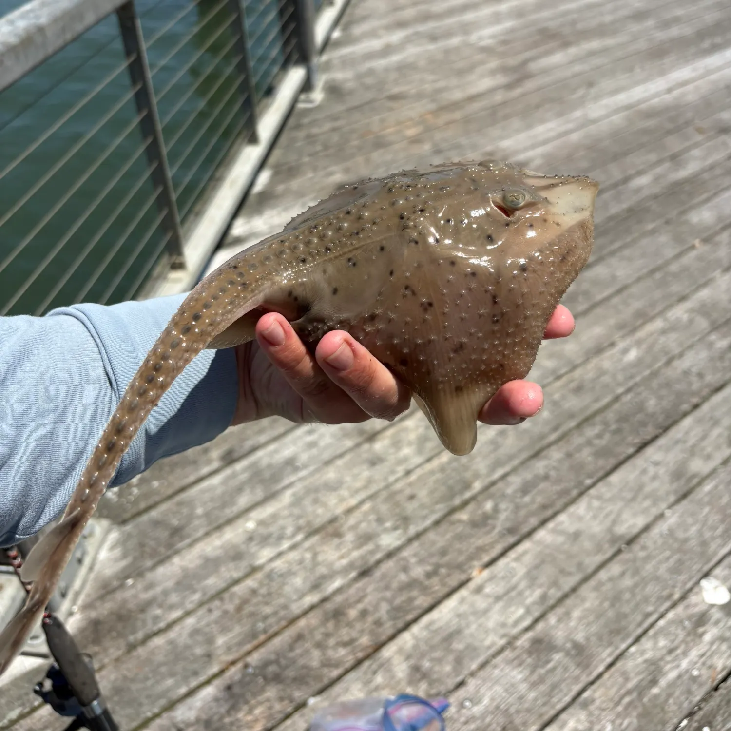 The most recent Winter skate catches on Fishbrain